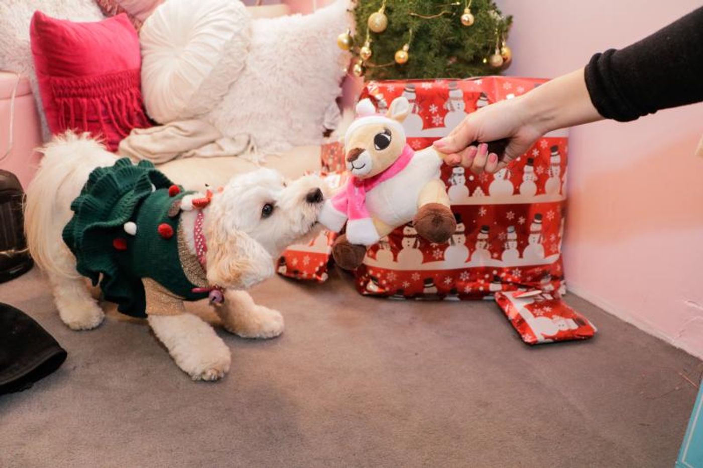 Pets Of Broadway: Meet Samantha Barks' Little Diva, Ivy Barks!  Image