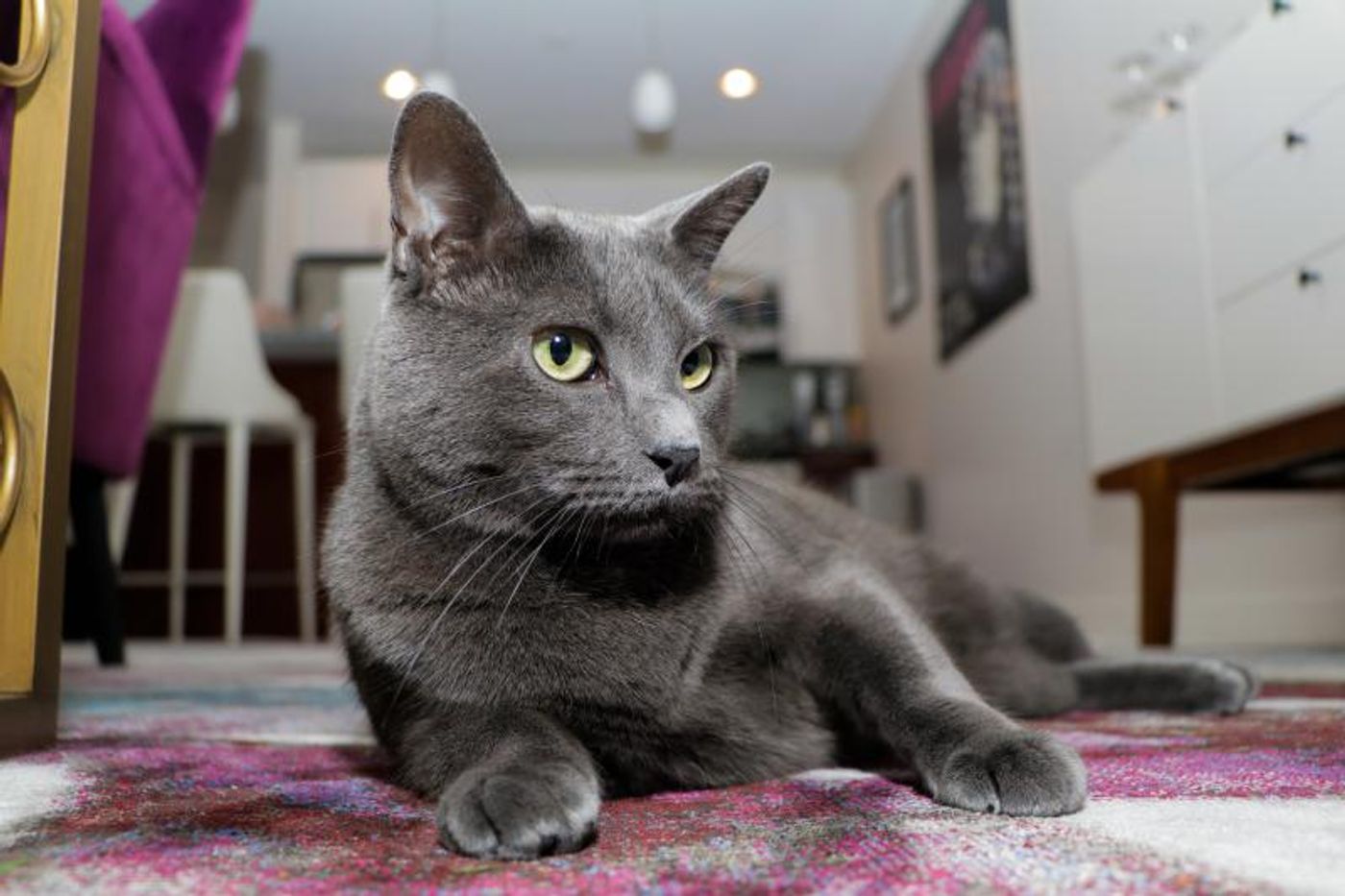 Pets Of Broadway: Meet Ariana DeBose's Lil Cheerleaders, Freddy & Izzy!  Image