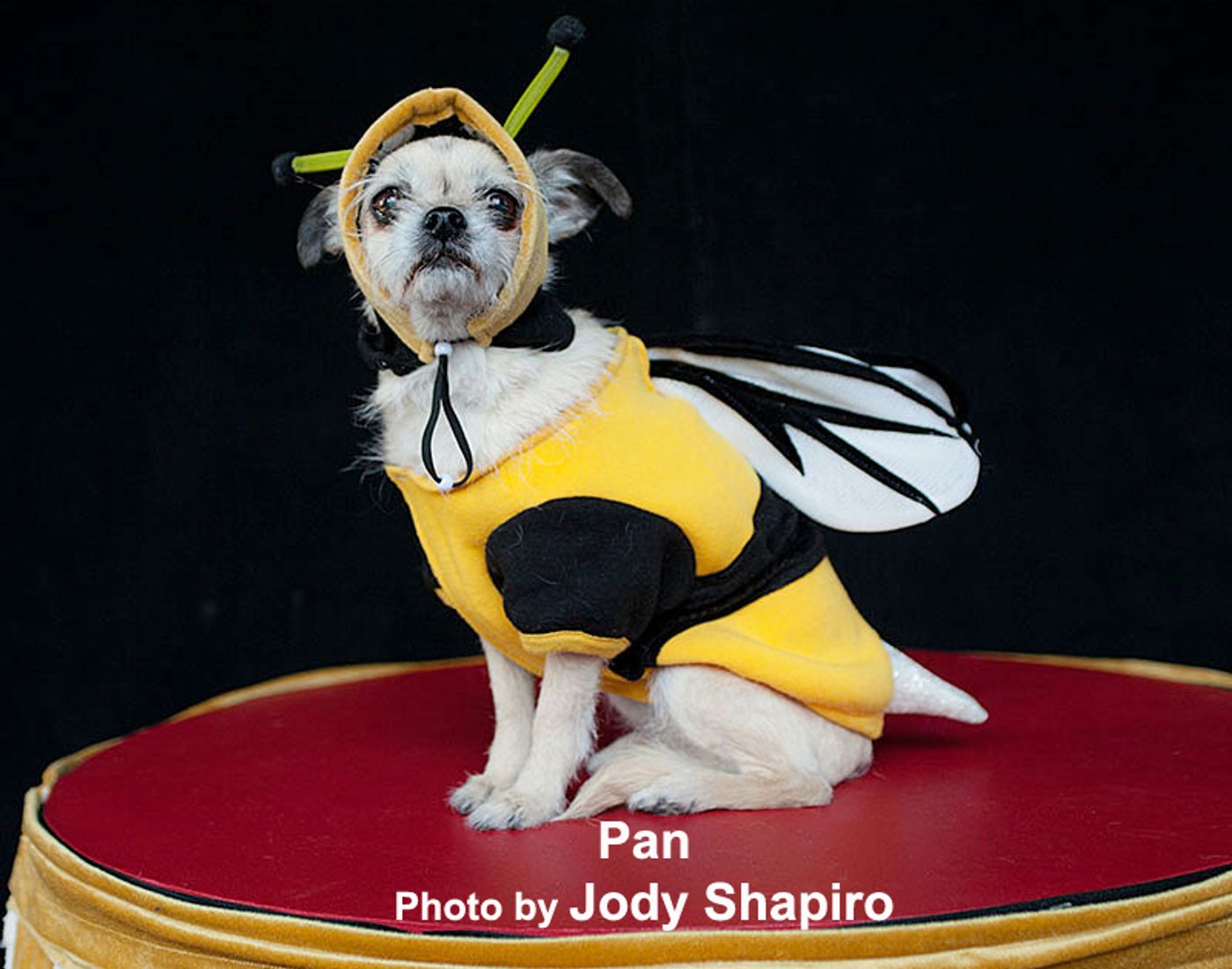 Interview: Isabella Rossellini Exploring LINKs, PORNO & a Masters  Image