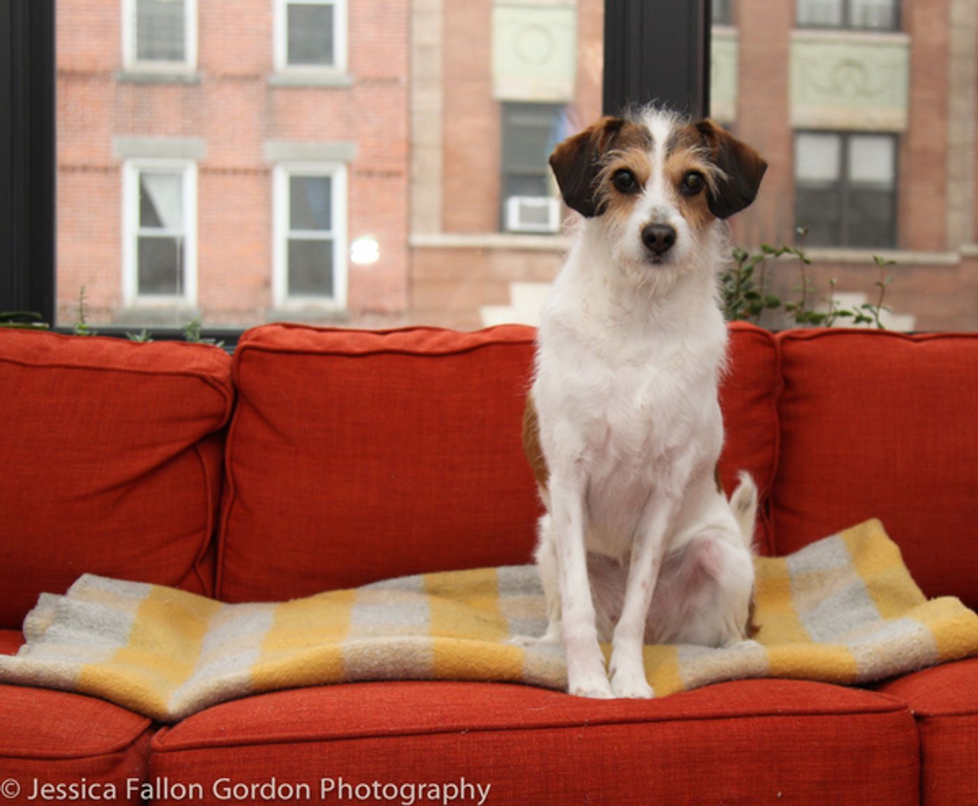 Tails of Broadway: Jill Paice Shows Off Her Playful Pups, Lolly and Penny!  Image