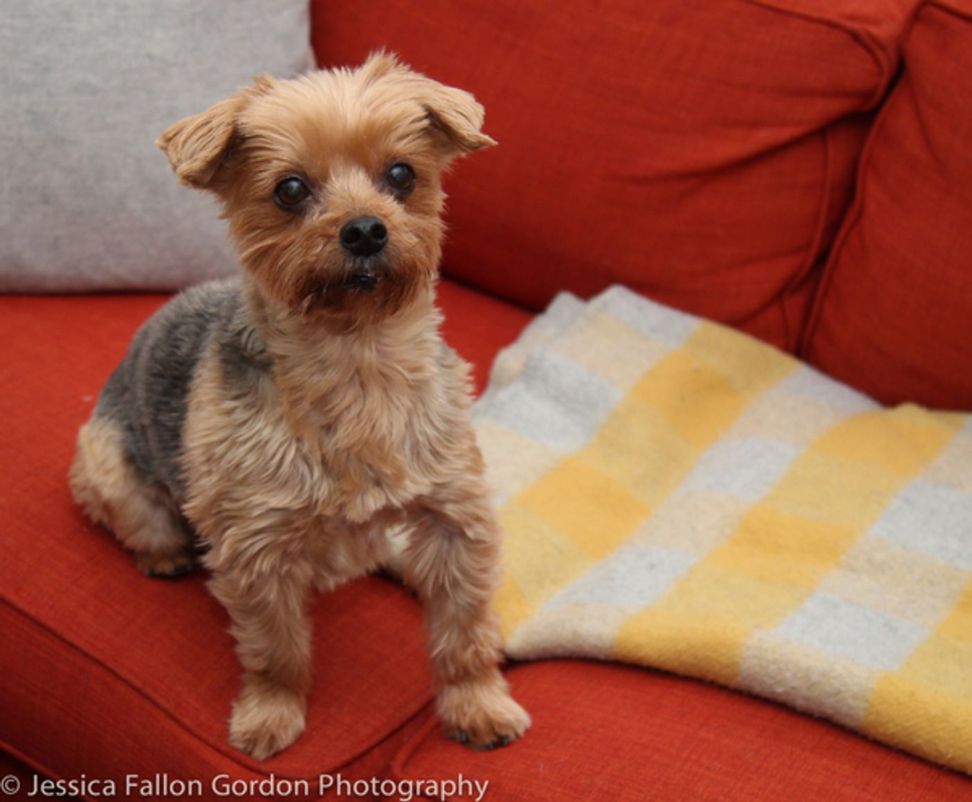 Tails of Broadway: Jill Paice Shows Off Her Playful Pups, Lolly and Penny!  Image