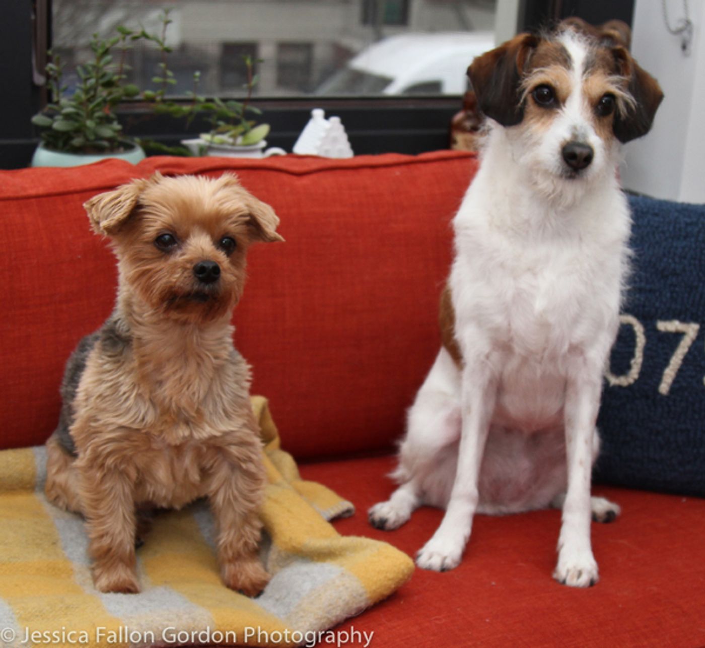 Tails of Broadway: Jill Paice Shows Off Her Playful Pups, Lolly and Penny!  Image