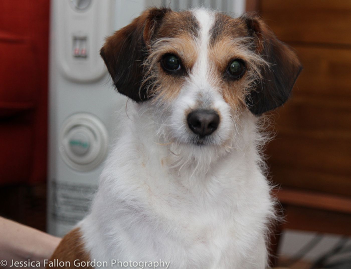 Tails of Broadway: Jill Paice Shows Off Her Playful Pups, Lolly and Penny!  Image