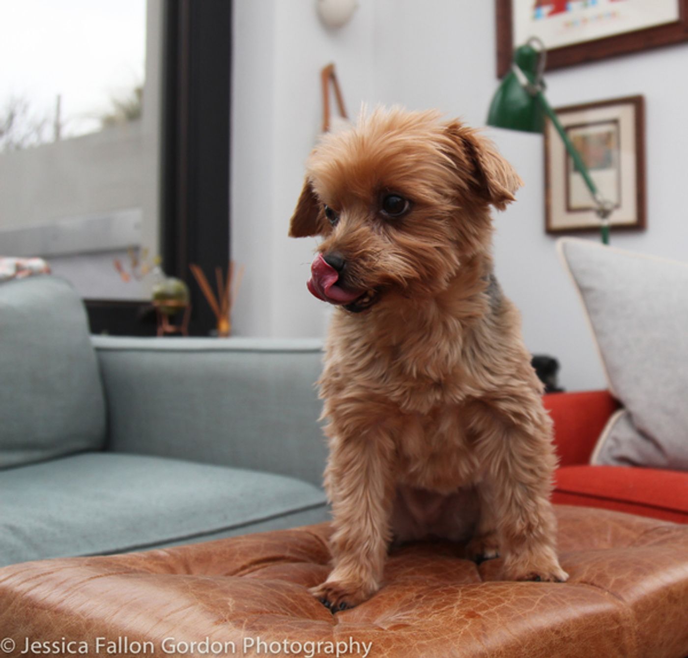 Tails of Broadway: Jill Paice Shows Off Her Playful Pups, Lolly and Penny!  Image