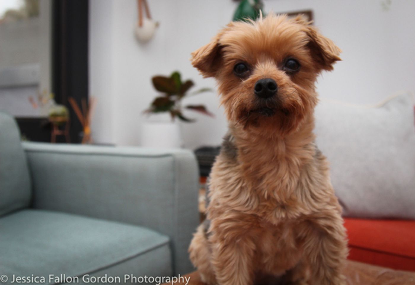 Tails of Broadway: Jill Paice Shows Off Her Playful Pups, Lolly and Penny!  Image