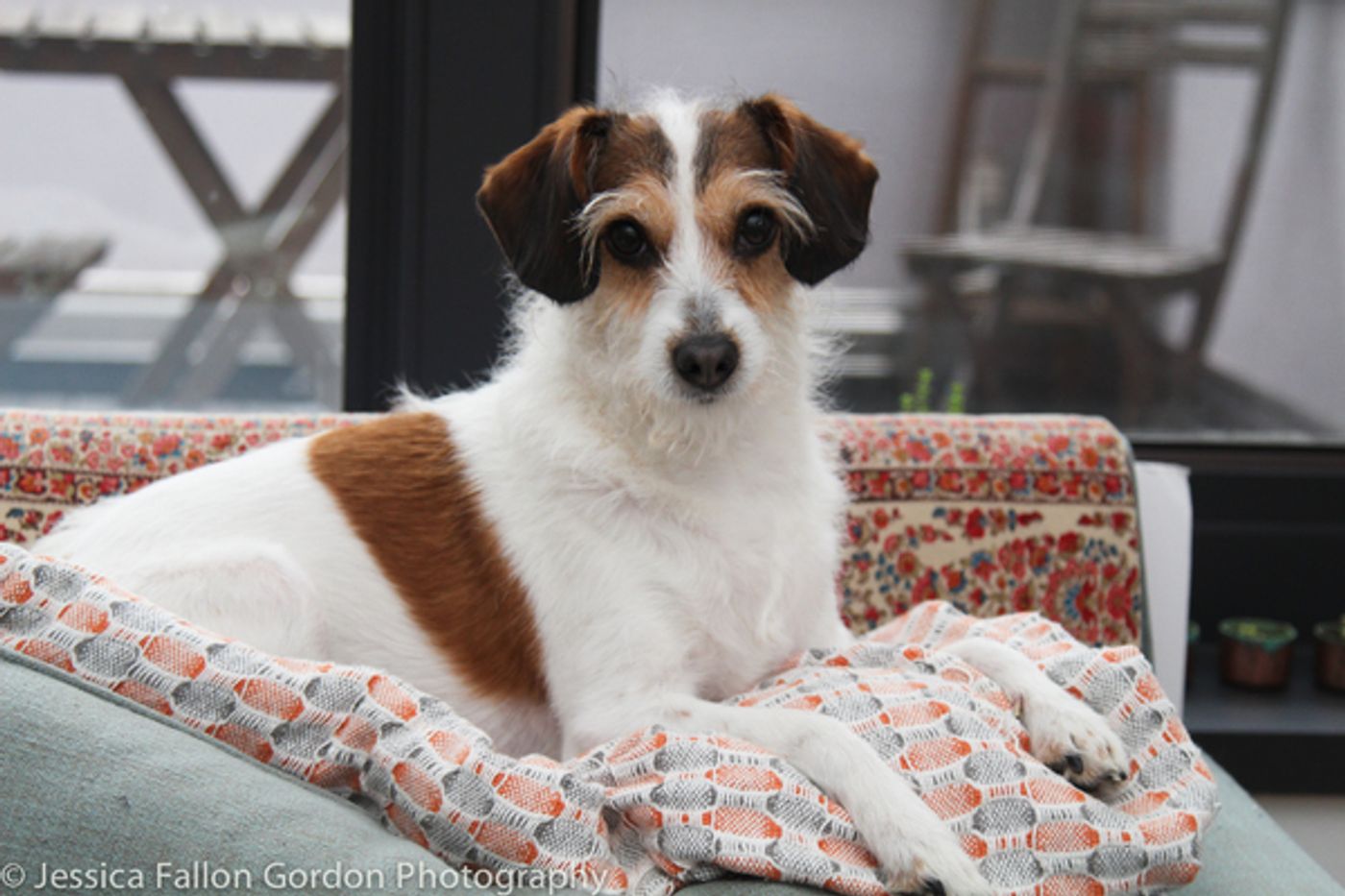 Tails of Broadway: Jill Paice Shows Off Her Playful Pups, Lolly and Penny!  Image