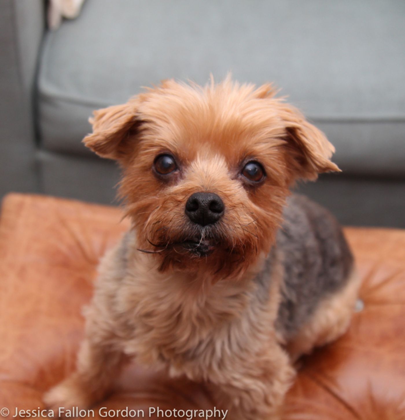 Tails of Broadway: Jill Paice Shows Off Her Playful Pups, Lolly and Penny!  Image