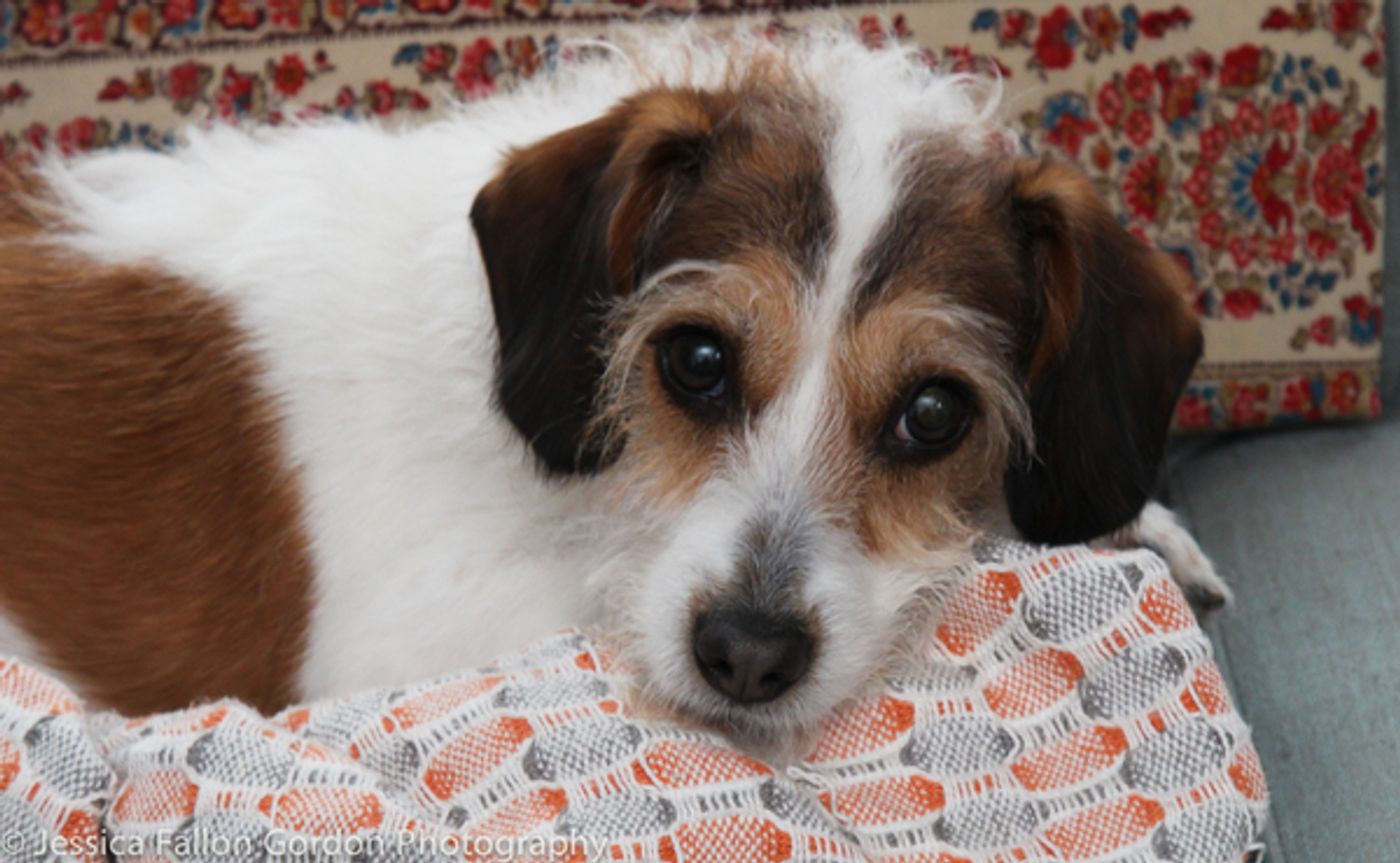Tails of Broadway: Jill Paice Shows Off Her Playful Pups, Lolly and Penny!  Image