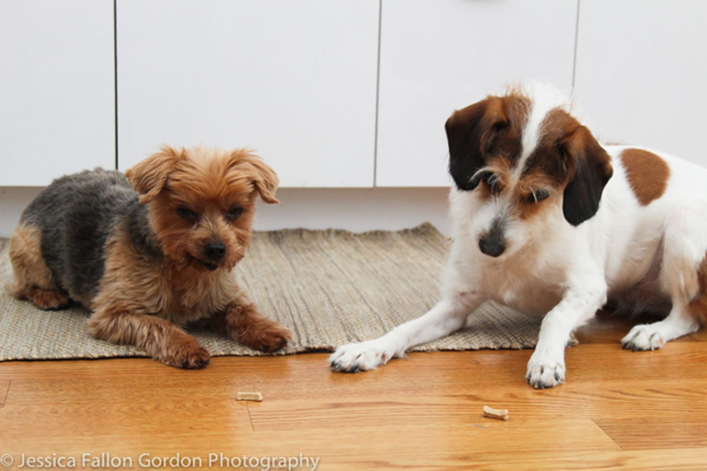 Tails of Broadway: Jill Paice Shows Off Her Playful Pups, Lolly and Penny!  Image