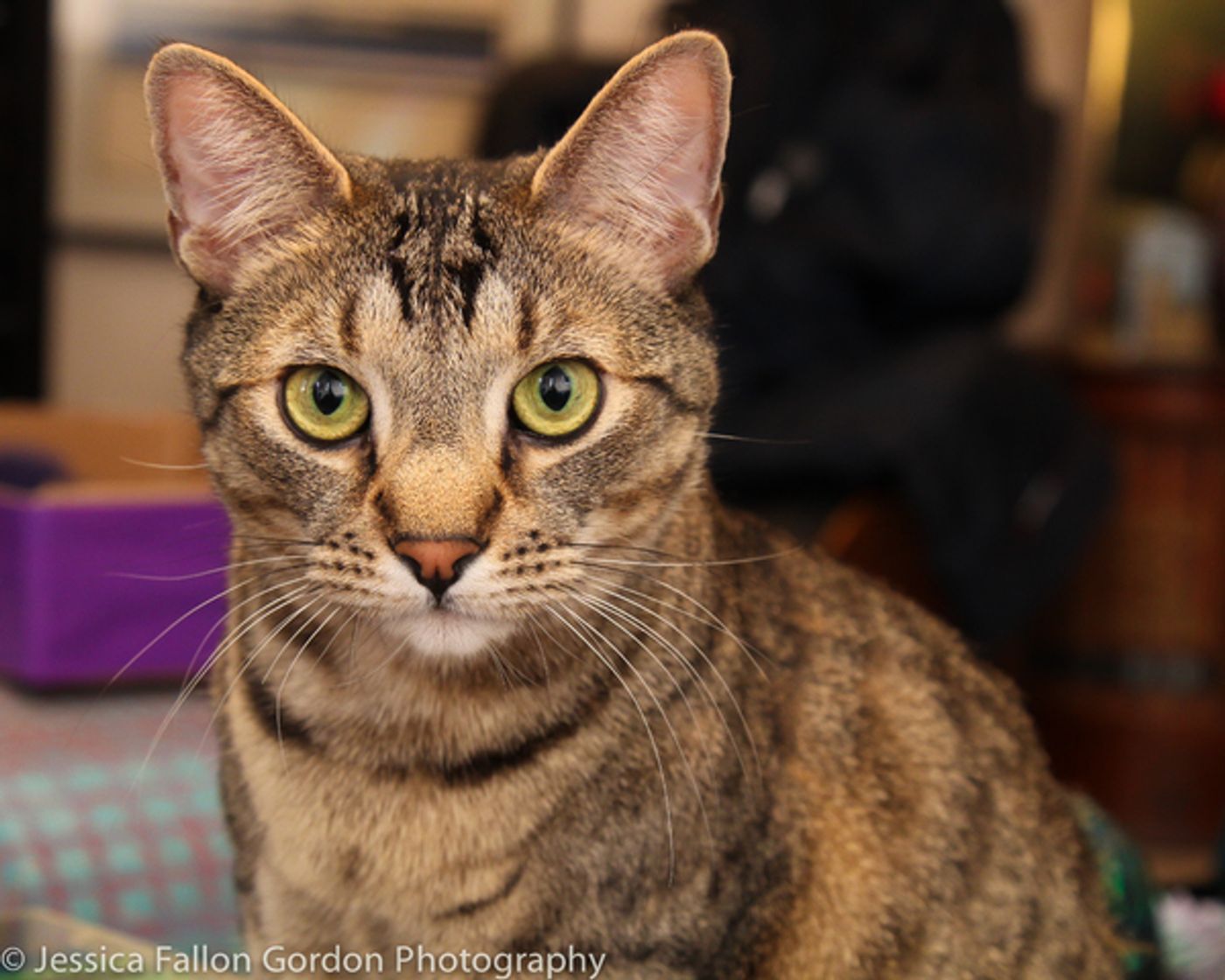 Tails of Broadway: Jamie deRoy Has a Purrrrfect Pair in Harpo and Chloe!  Image