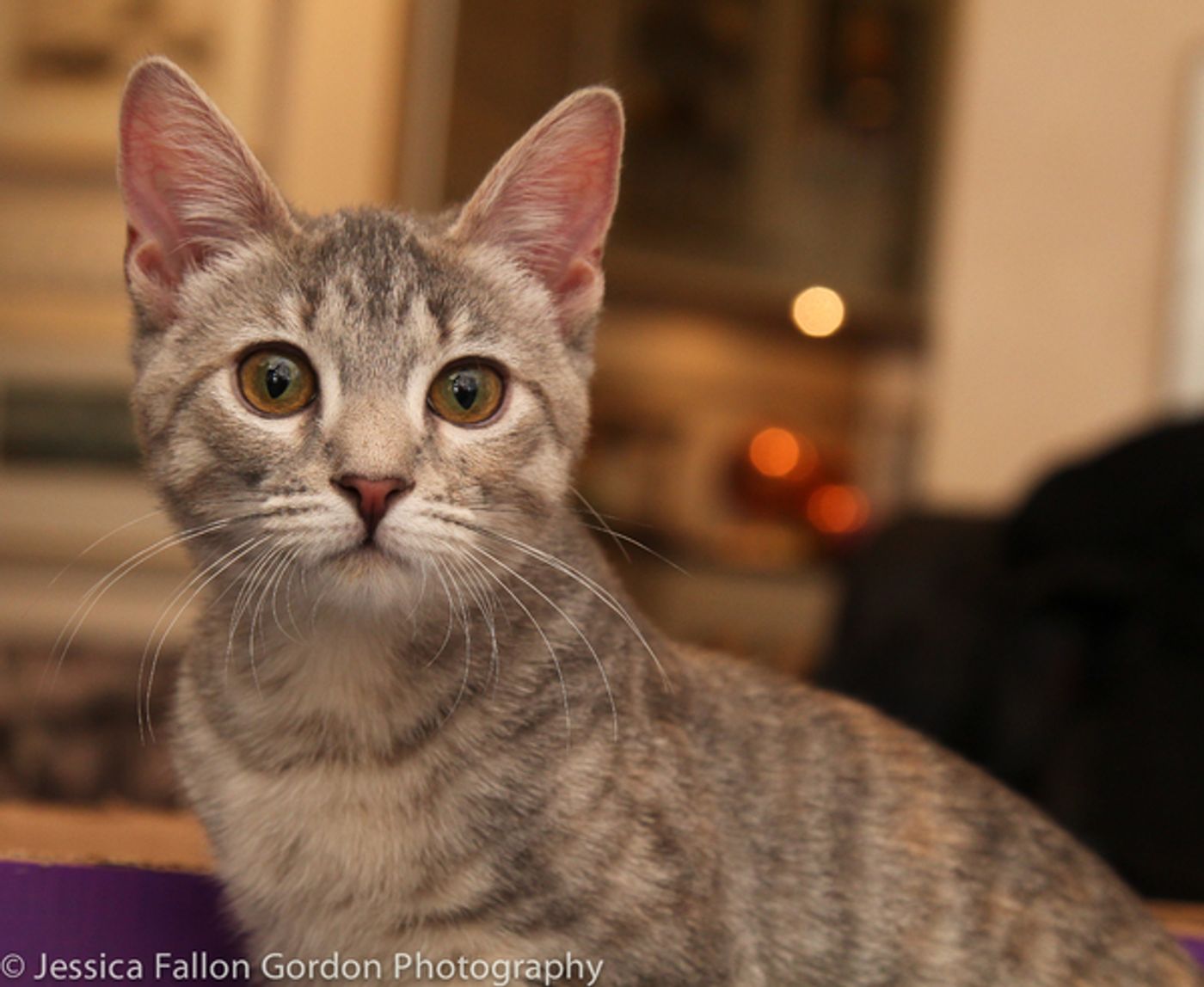 Tails of Broadway: Jamie deRoy Has a Purrrrfect Pair in Harpo and Chloe!  Image