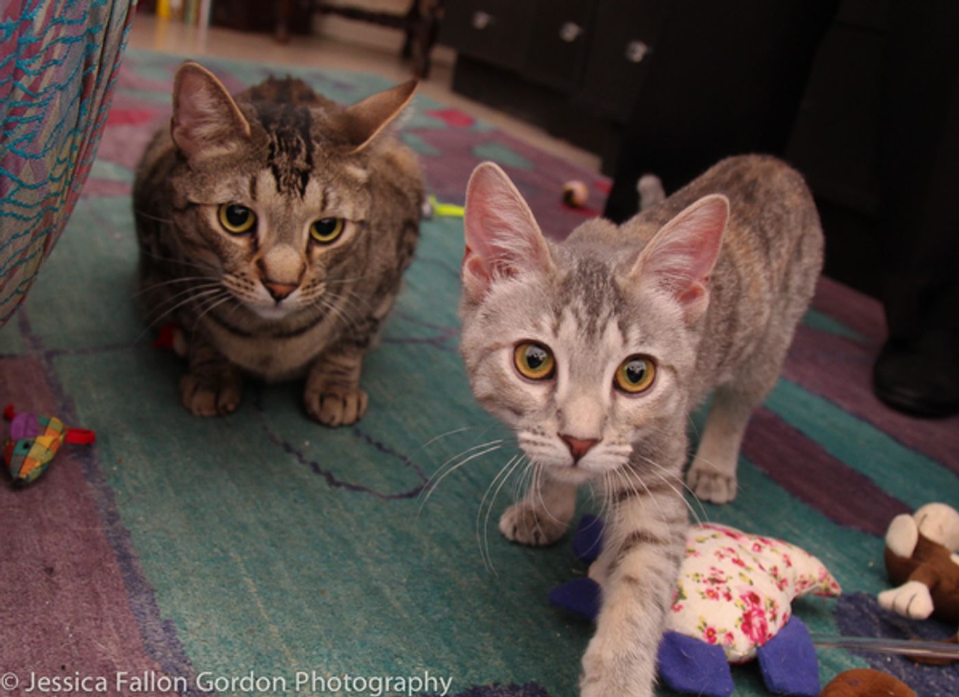 Tails of Broadway: Jamie deRoy Has a Purrrrfect Pair in Harpo and Chloe!  Image