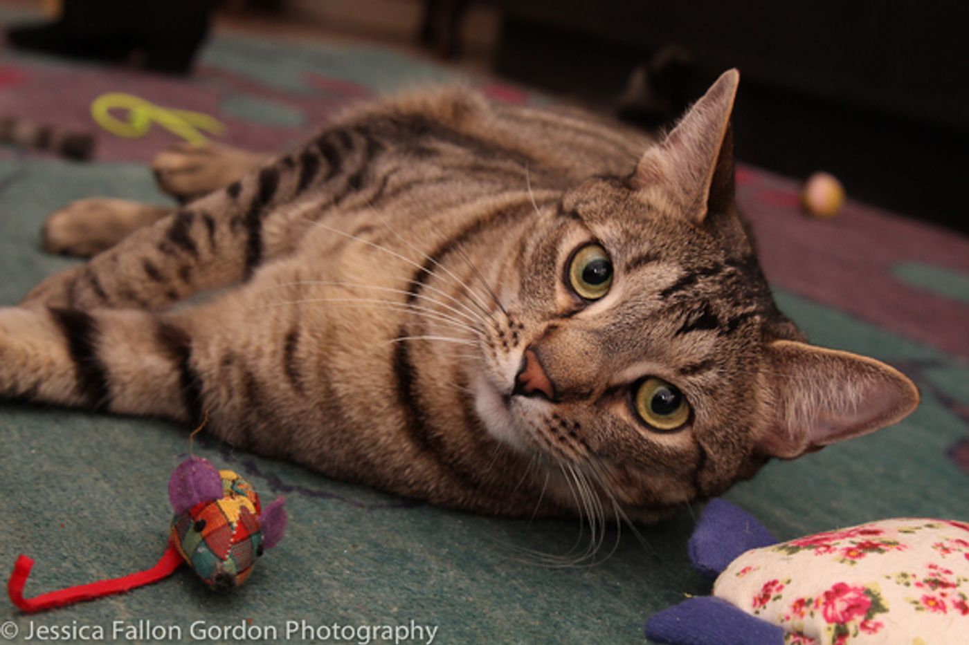 Tails of Broadway: Jamie deRoy Has a Purrrrfect Pair in Harpo and Chloe!  Image