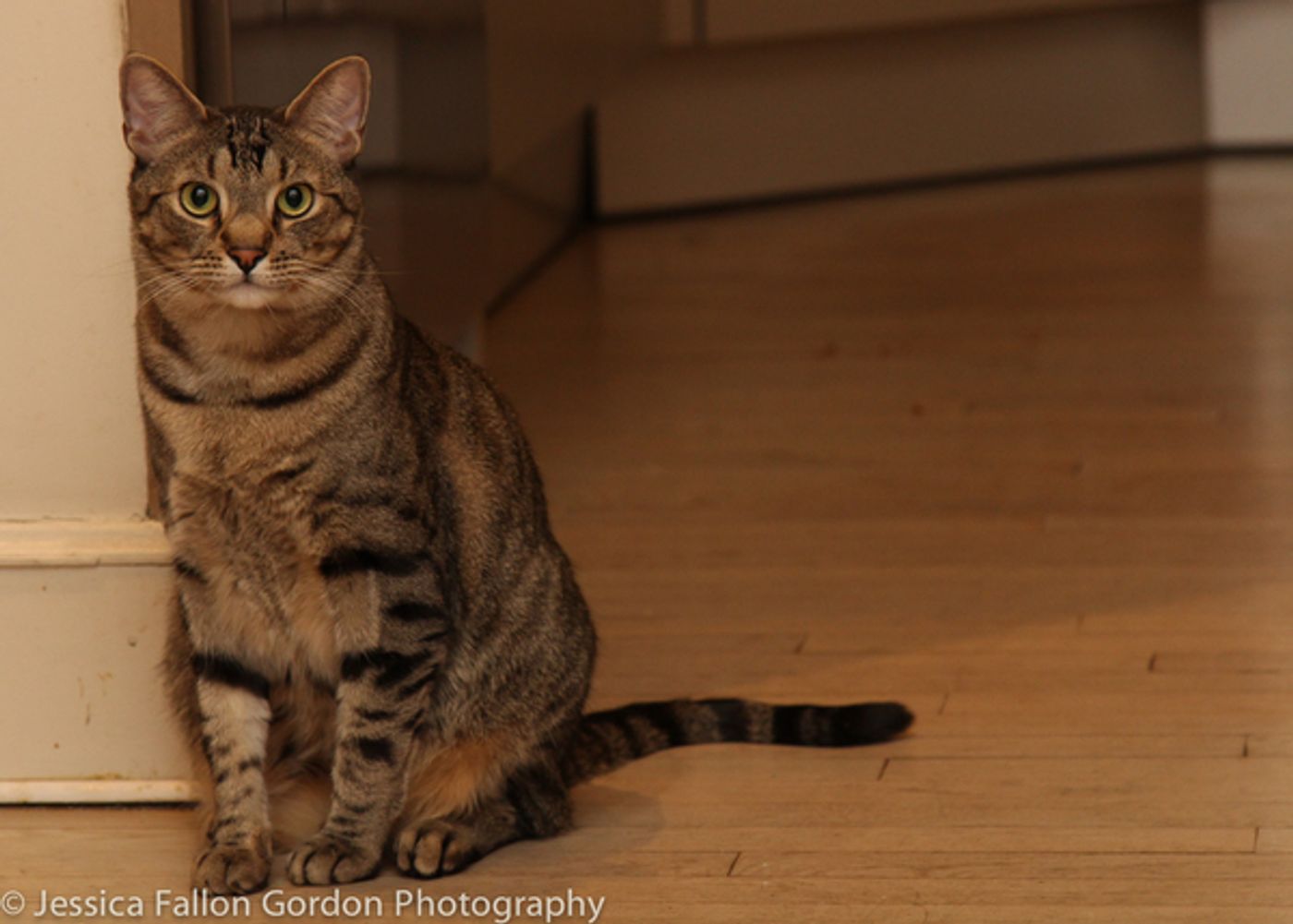 Tails of Broadway: Jamie deRoy Has a Purrrrfect Pair in Harpo and Chloe!  Image