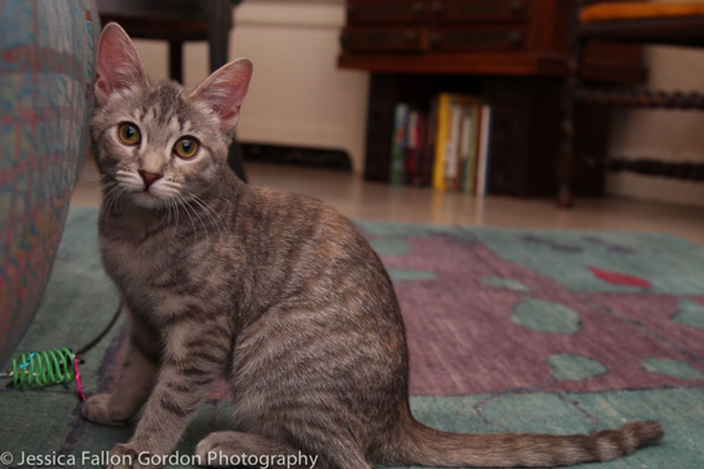 Tails of Broadway: Jamie deRoy Has a Purrrrfect Pair in Harpo and Chloe!  Image