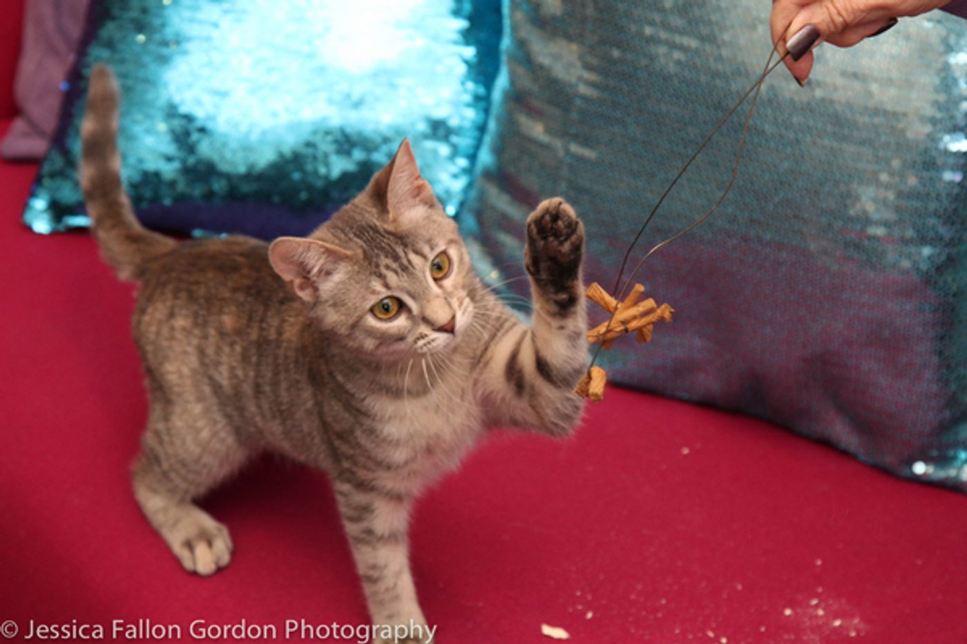 Tails of Broadway: Jamie deRoy Has a Purrrrfect Pair in Harpo and Chloe!  Image