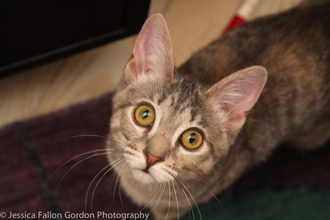 Tails of Broadway: Jamie deRoy Has a Purrrrfect Pair in Harpo and Chloe!  Image