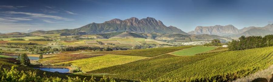 SIMONSIG WINES and Asian Flavors-Perfect Together Image