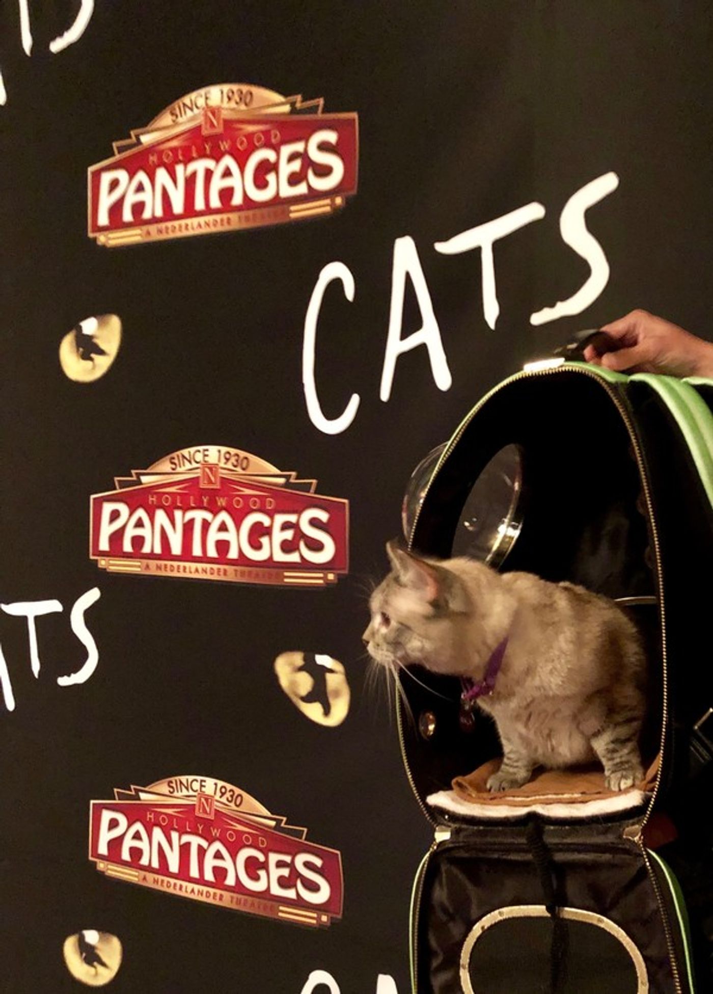 Photo Flash: Social Media Star Nala Cat Stops By CATS At the Pantages Photo Flash: Social Media Star Nala Cat Stops By CATS At the Pantages Image