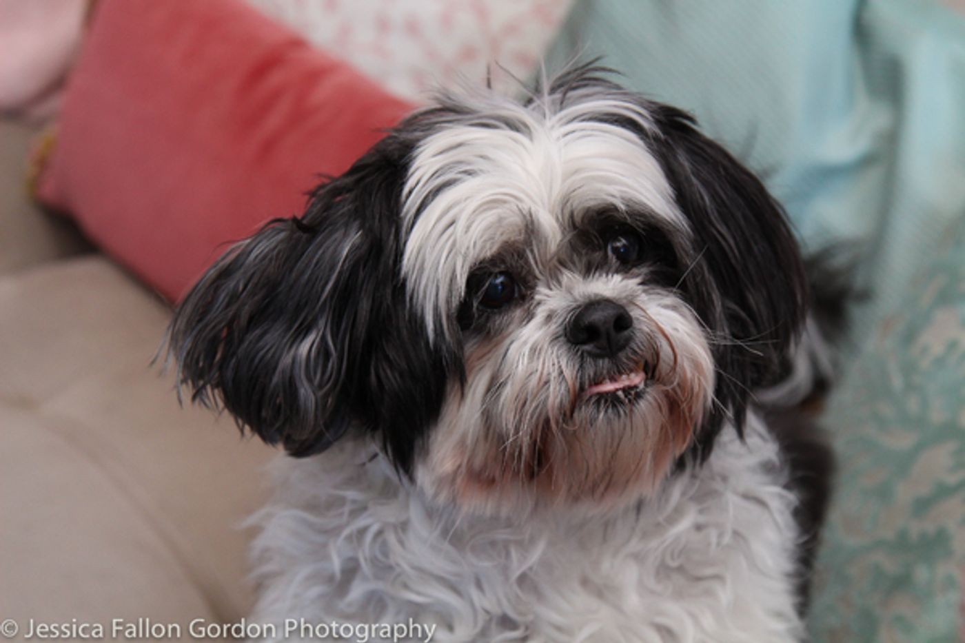 Tails of Broadway: Sophia Anne Caruso Cuddles Up with Pucci!  Image