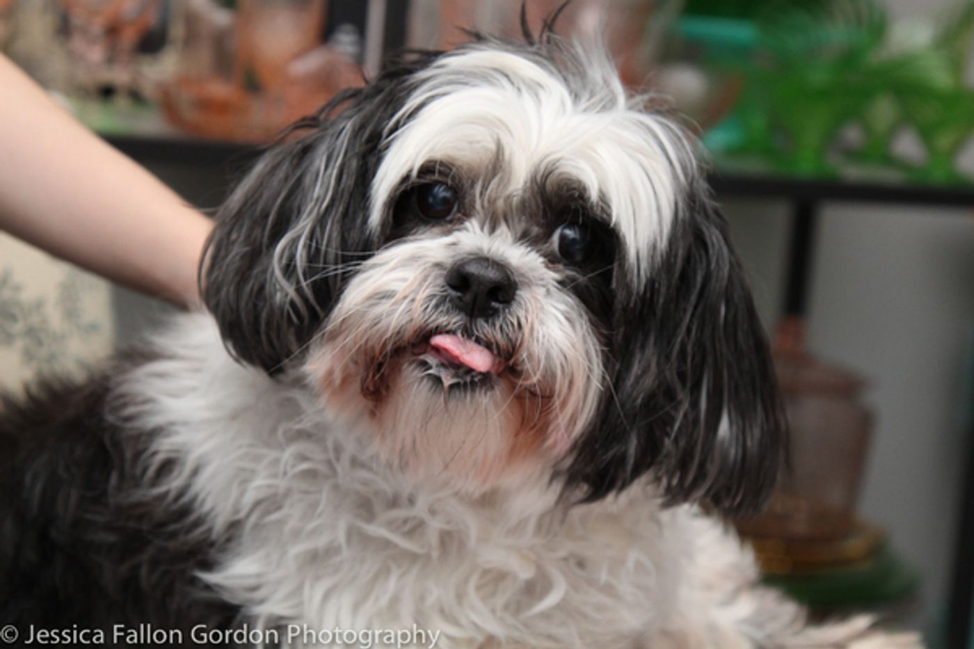 Tails of Broadway: Sophia Anne Caruso Cuddles Up with Pucci!  Image