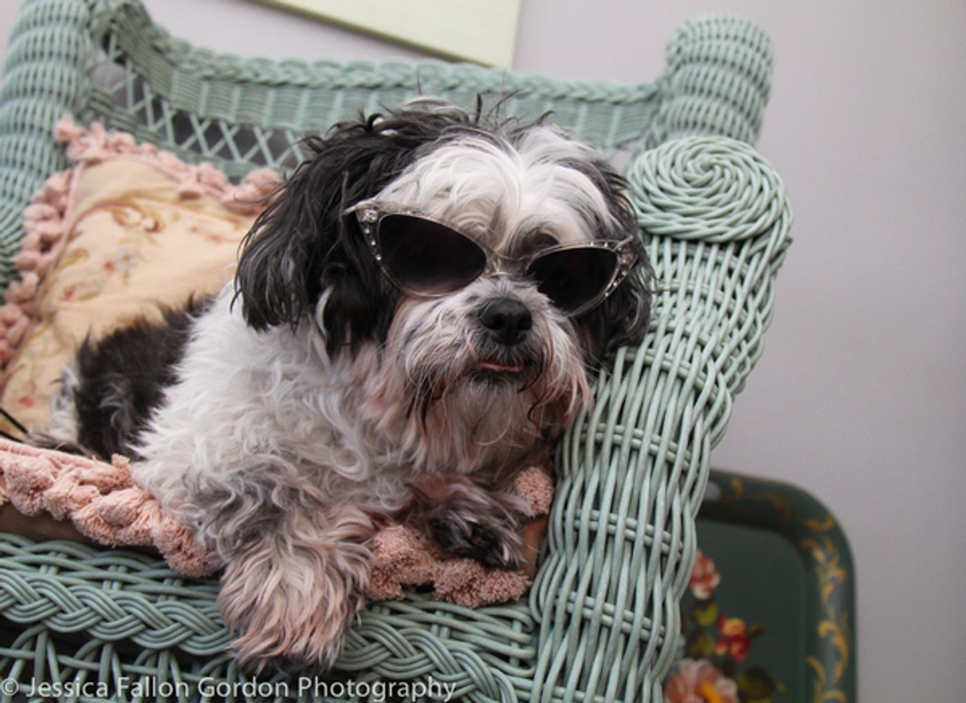 Tails of Broadway: Sophia Anne Caruso Cuddles Up with Pucci!  Image