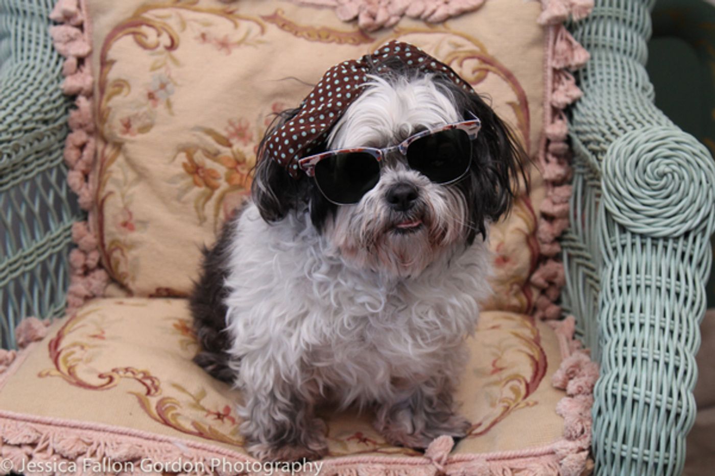 Tails of Broadway: Sophia Anne Caruso Cuddles Up with Pucci!  Image