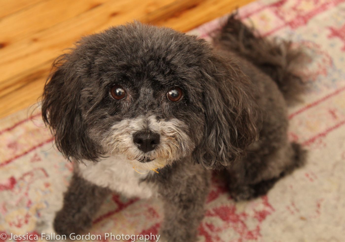 Tails of Broadway: Meet Ali Ewoldt's Playful Pooch, Mia Belle! Tails of Broadway: Meet Ali Ewoldt's Playful Pooch, Mia Belle! Image