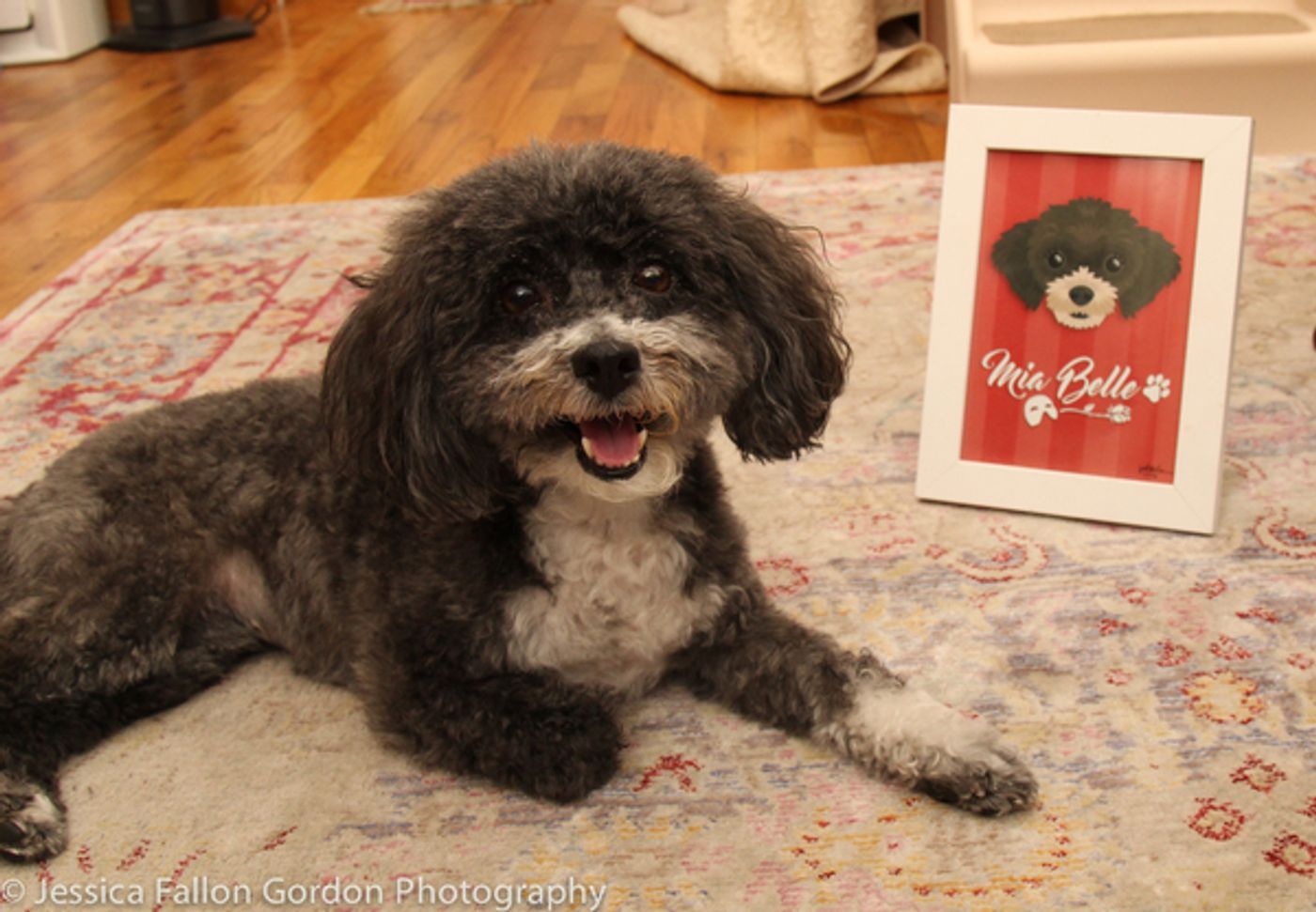 Tails of Broadway: Meet Ali Ewoldt's Playful Pooch, Mia Belle! Tails of Broadway: Meet Ali Ewoldt's Playful Pooch, Mia Belle! Image