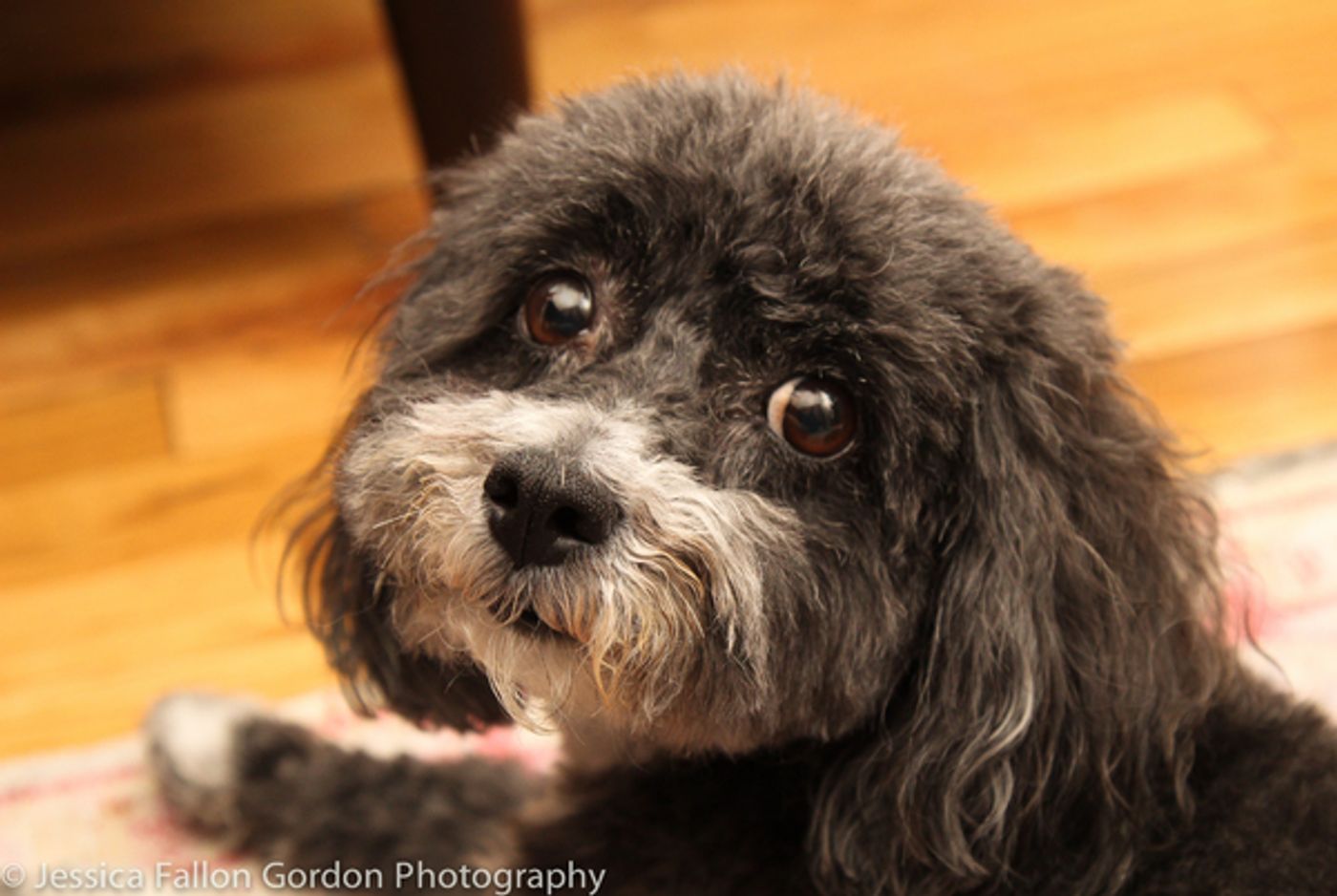 Tails of Broadway: Meet Ali Ewoldt's Playful Pooch, Mia Belle! Tails of Broadway: Meet Ali Ewoldt's Playful Pooch, Mia Belle! Image