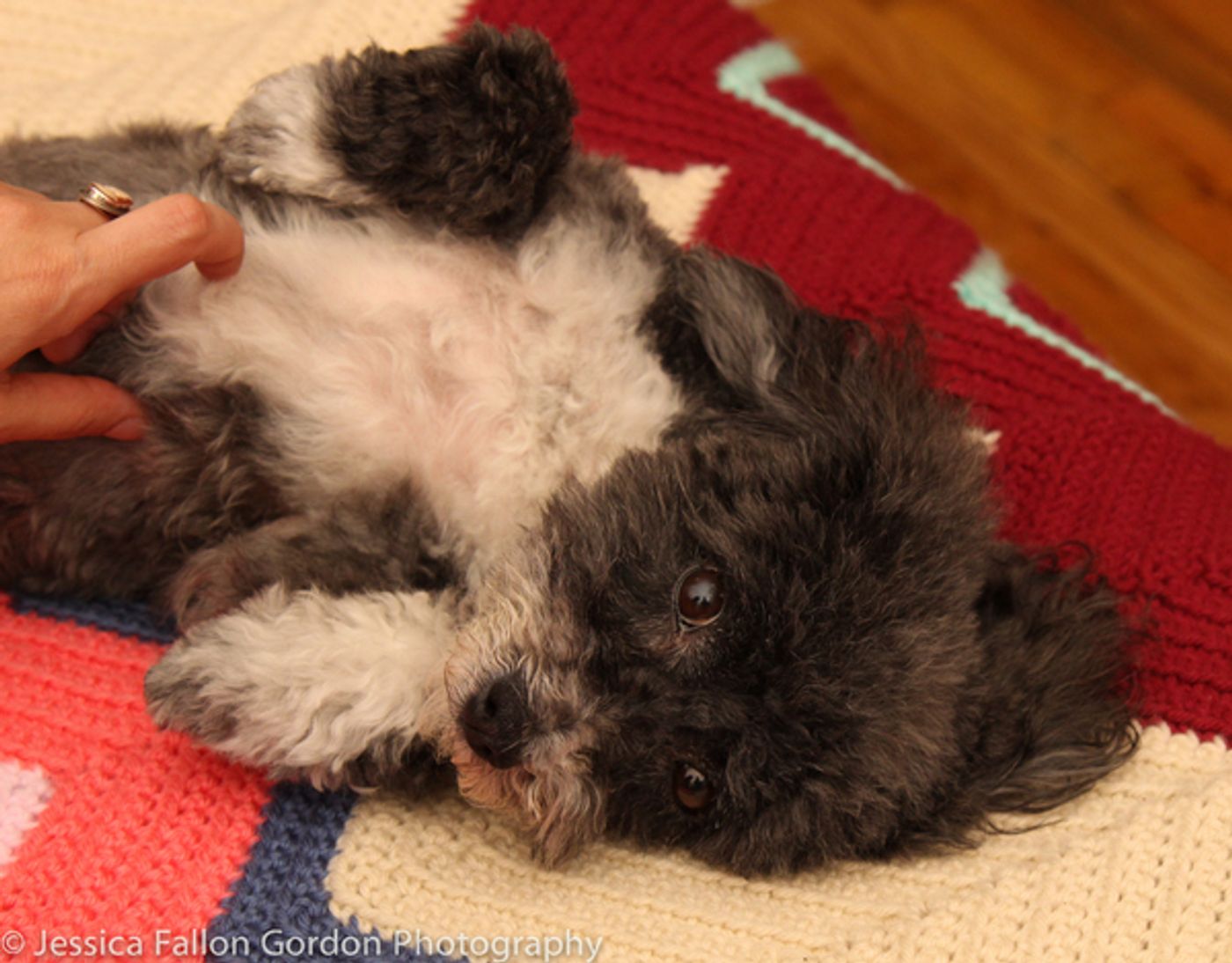 Tails of Broadway: Meet Ali Ewoldt's Playful Pooch, Mia Belle! Tails of Broadway: Meet Ali Ewoldt's Playful Pooch, Mia Belle! Image