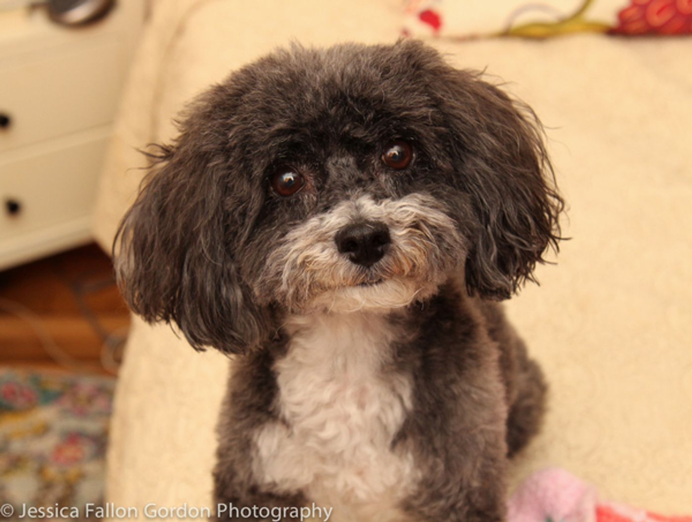 Tails of Broadway: Meet Ali Ewoldt's Playful Pooch, Mia Belle! Tails of Broadway: Meet Ali Ewoldt's Playful Pooch, Mia Belle! Image