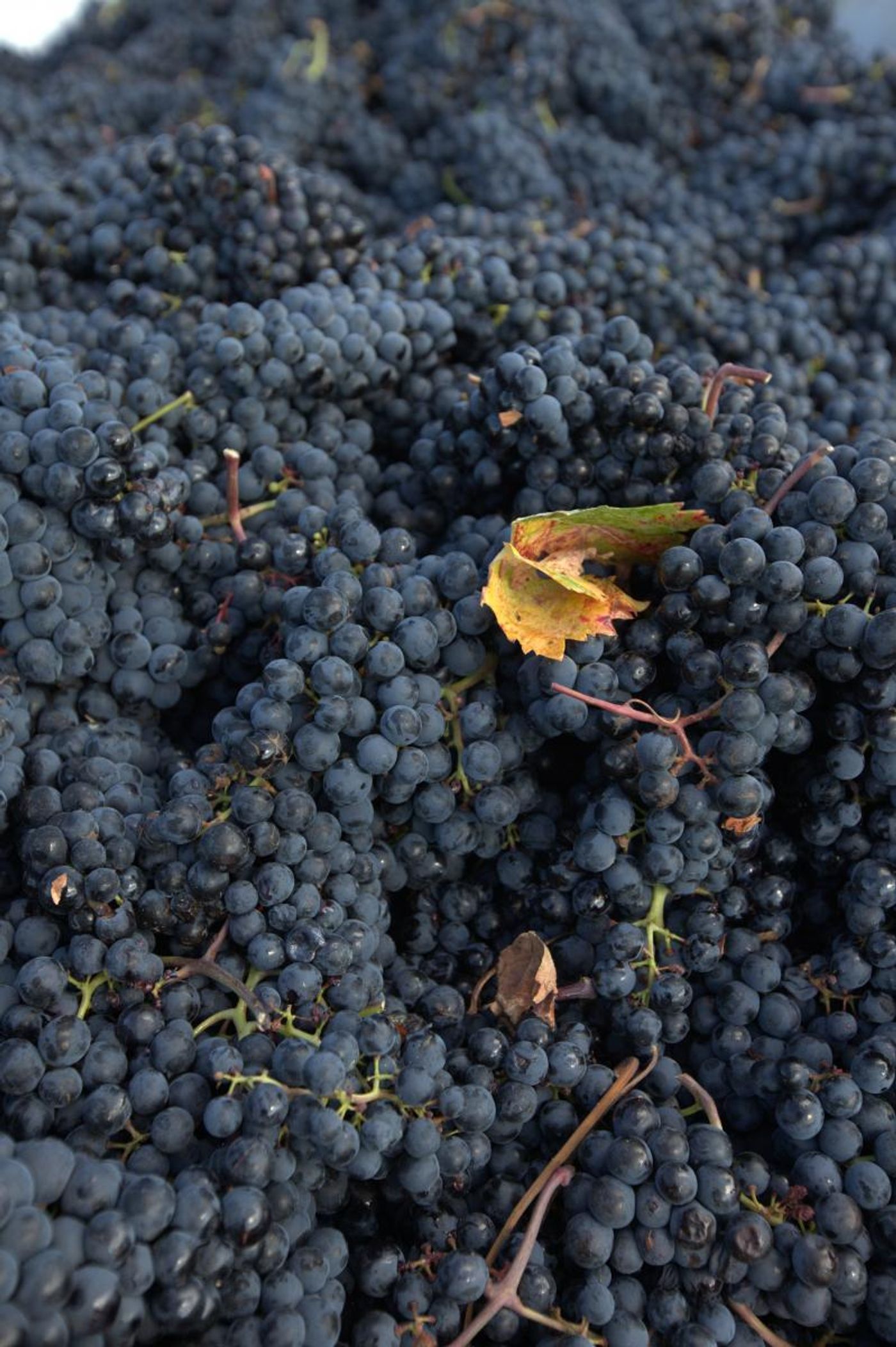 BODEGAS RAMON BALBOA-Fine Spanish Wines  Image