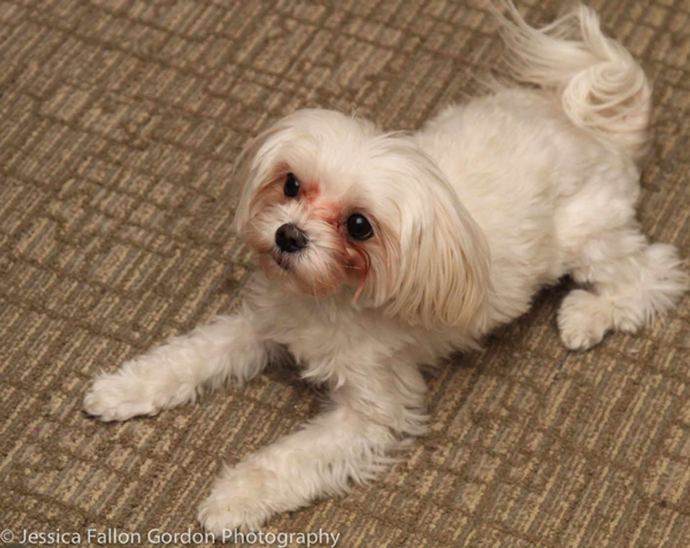 Tails of Broadway: Tony Nominee Patrick Page Poses with Georgie!  Image