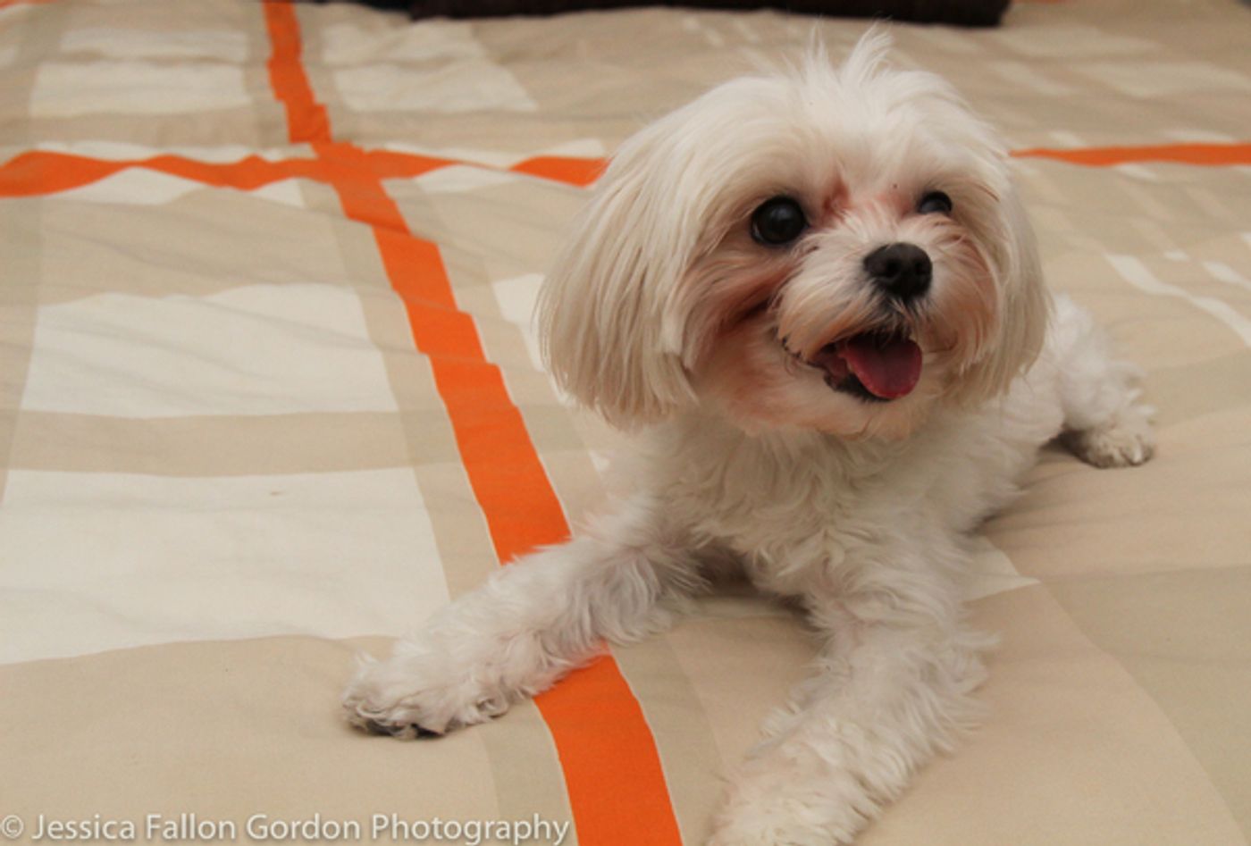 Tails of Broadway: Tony Nominee Patrick Page Poses with Georgie!  Image