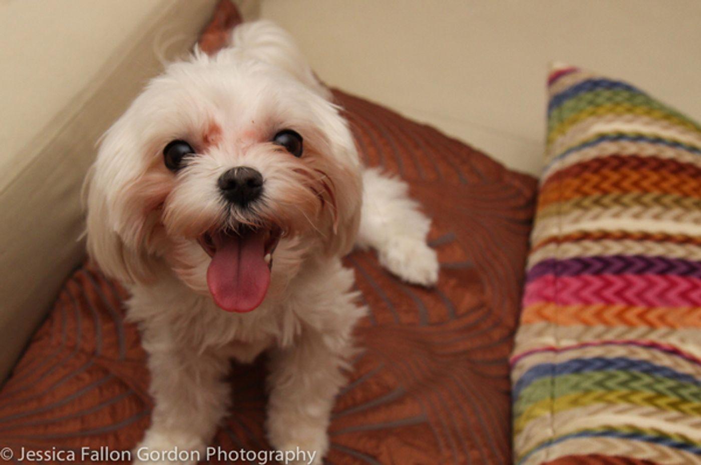 Tails of Broadway: Tony Nominee Patrick Page Poses with Georgie!  Image