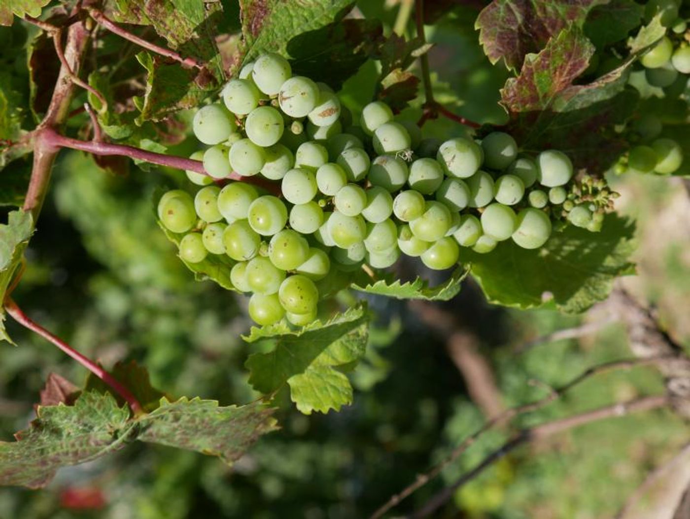 Photo Coverage: WINES OF ISRAEL – Look East to Where the Mediterranean Begins  Image