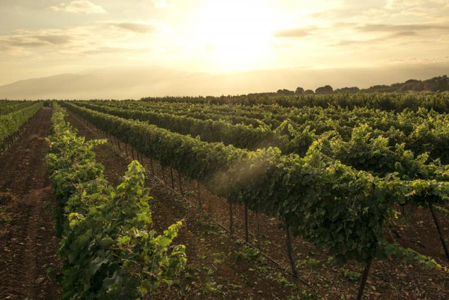 Photo Coverage: WINES OF ISRAEL – Look East to Where the Mediterranean Begins Image