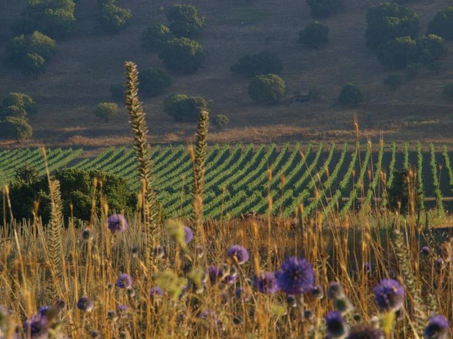 Photo Coverage: WINES OF ISRAEL – Look East to Where the Mediterranean Begins Image