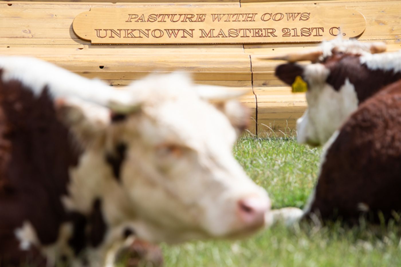 Photo Flash: Greenwich+Docklands International Festival Features PASTURE WITH COWS Photo Flash: Greenwich+Docklands International Festival Features PASTURE WITH COWS Image