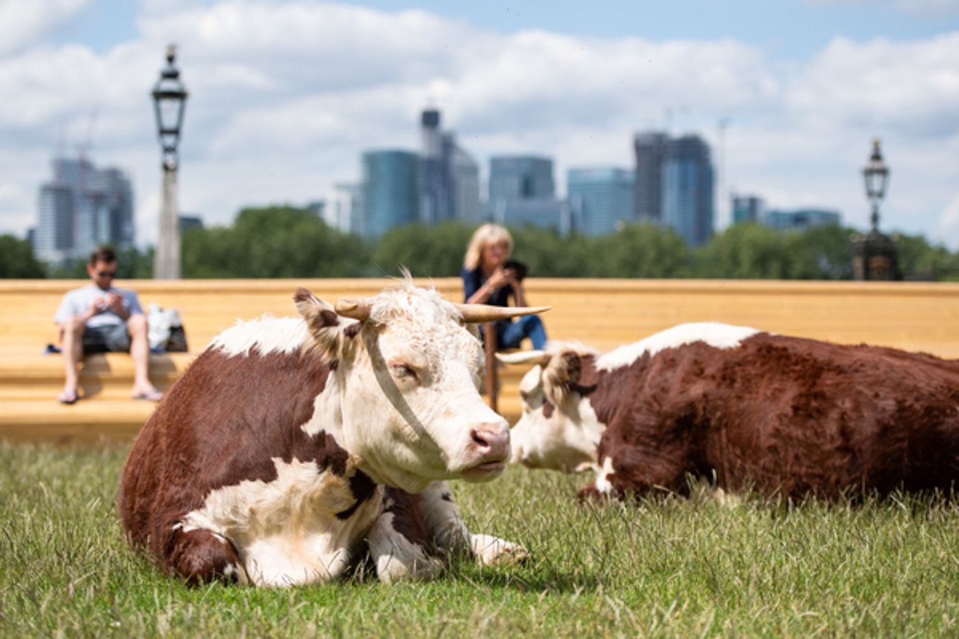 Photo Flash: Greenwich+Docklands International Festival Features PASTURE WITH COWS Photo Flash: Greenwich+Docklands International Festival Features PASTURE WITH COWS Image