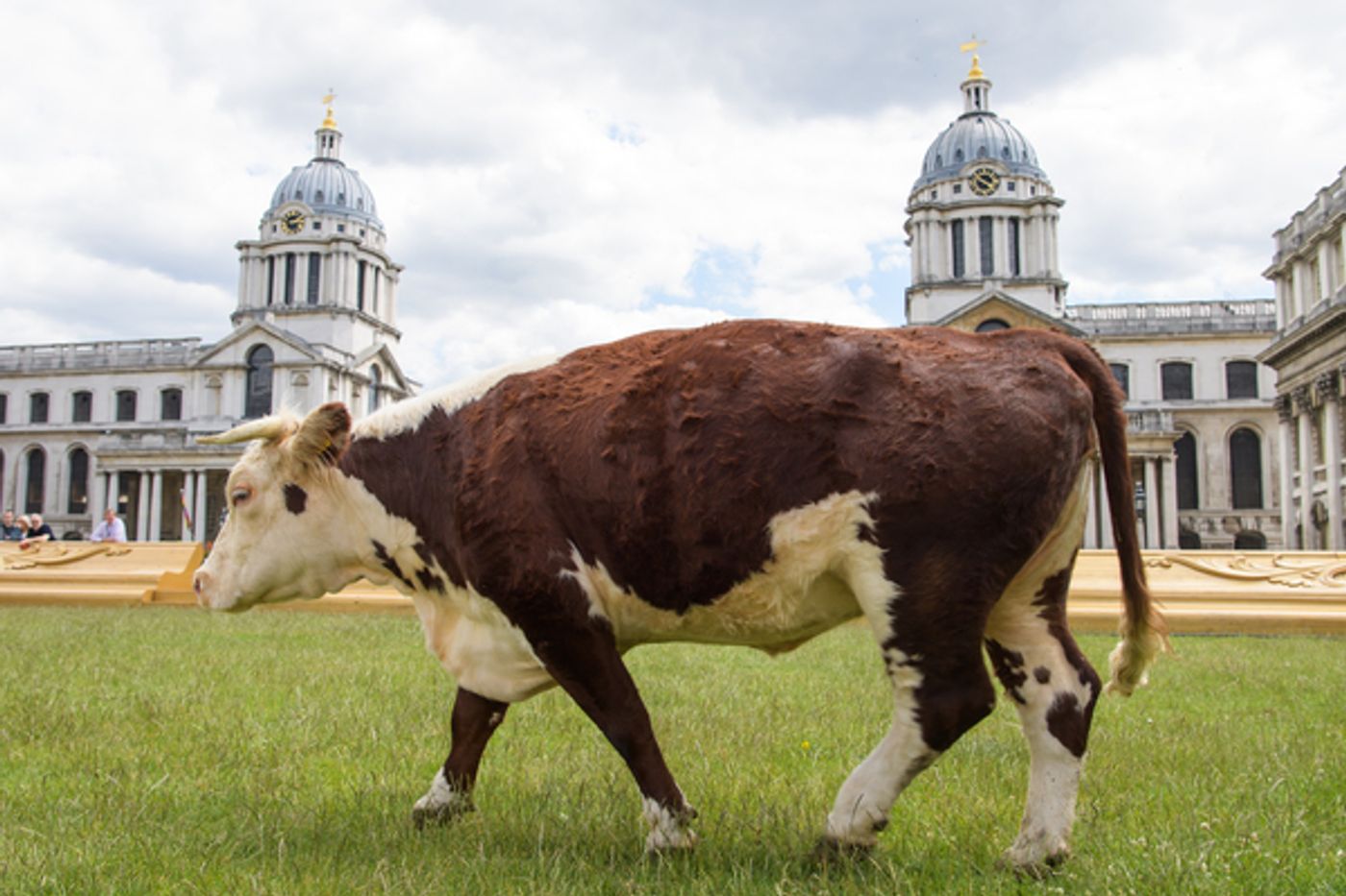 Photo Flash: Greenwich+Docklands International Festival Features PASTURE WITH COWS Photo Flash: Greenwich+Docklands International Festival Features PASTURE WITH COWS Image