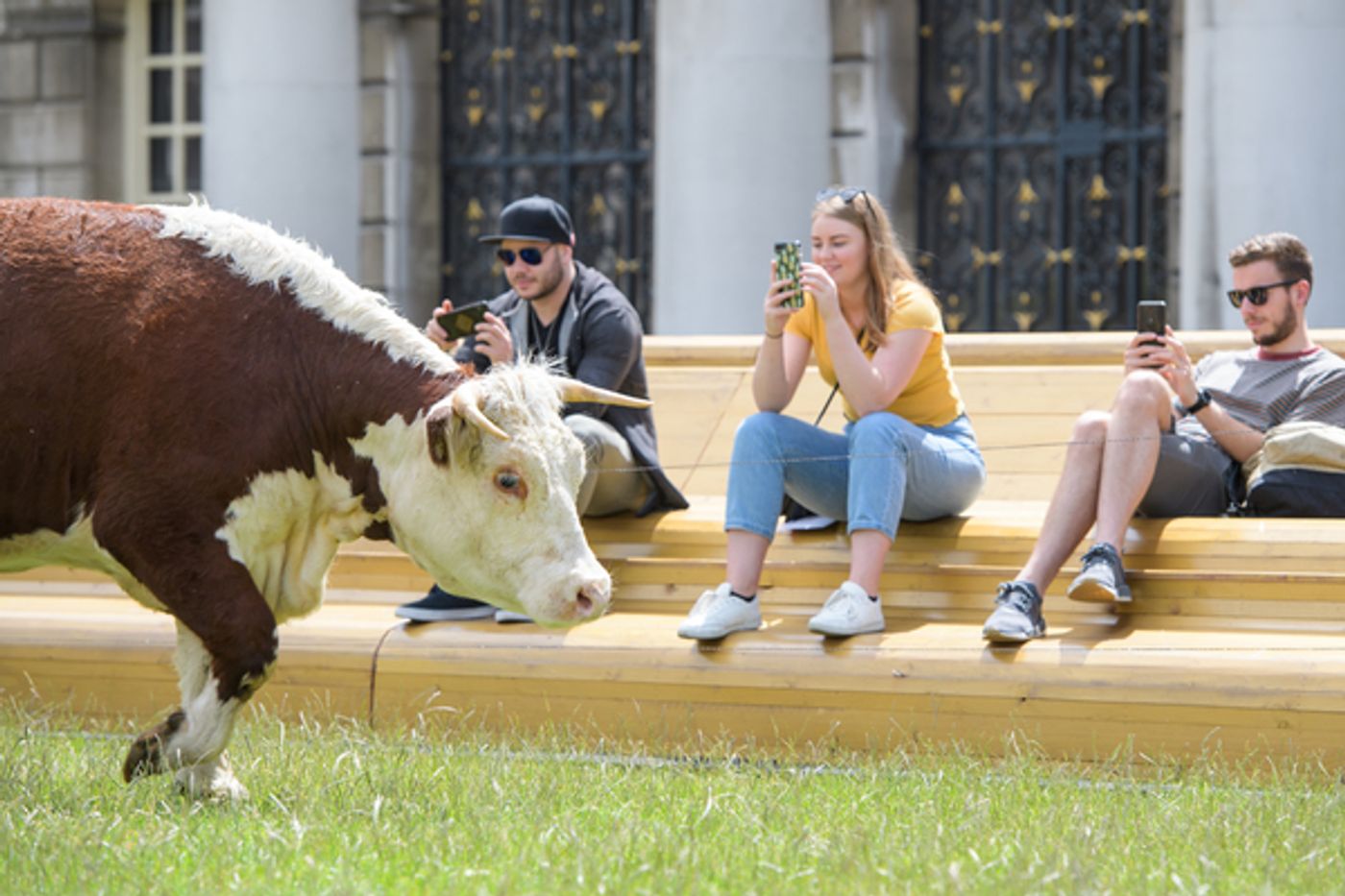 Photo Flash: Greenwich+Docklands International Festival Features PASTURE WITH COWS Photo Flash: Greenwich+Docklands International Festival Features PASTURE WITH COWS Image