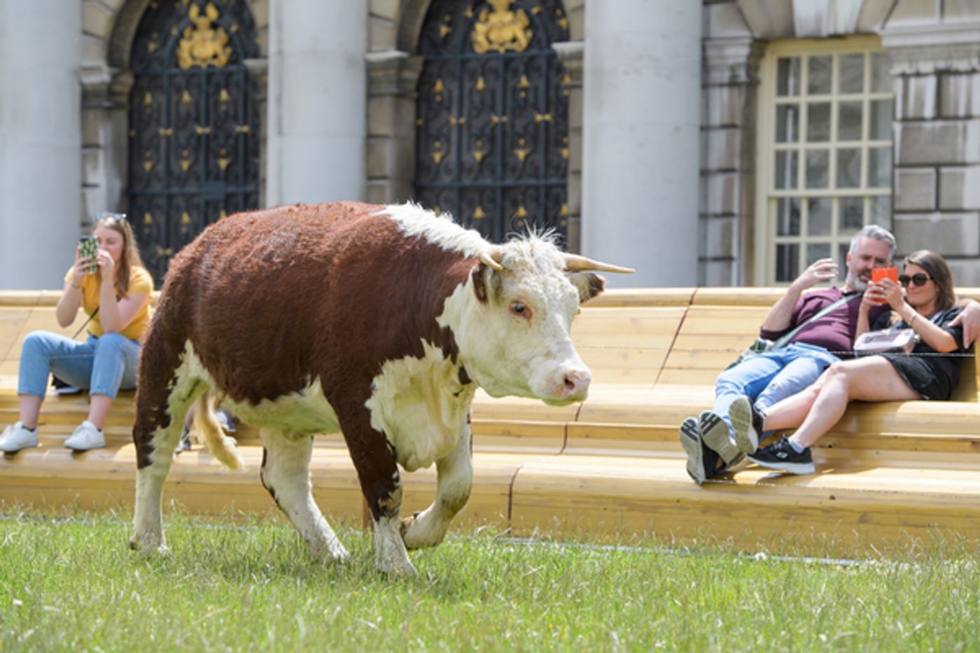 Photo Flash: Greenwich+Docklands International Festival Features PASTURE WITH COWS Photo Flash: Greenwich+Docklands International Festival Features PASTURE WITH COWS Image