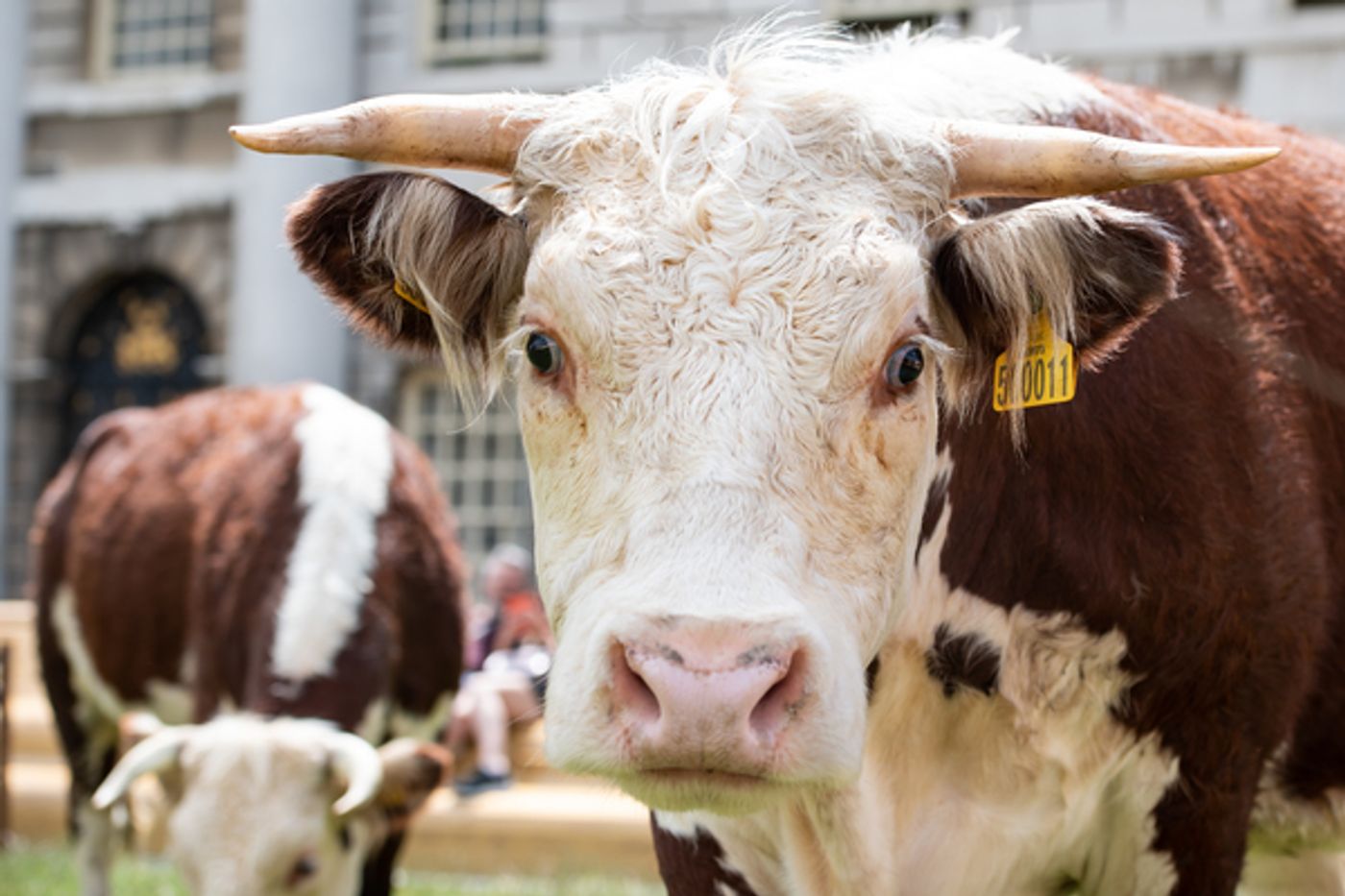 Photo Flash: Greenwich+Docklands International Festival Features PASTURE WITH COWS Photo Flash: Greenwich+Docklands International Festival Features PASTURE WITH COWS Image