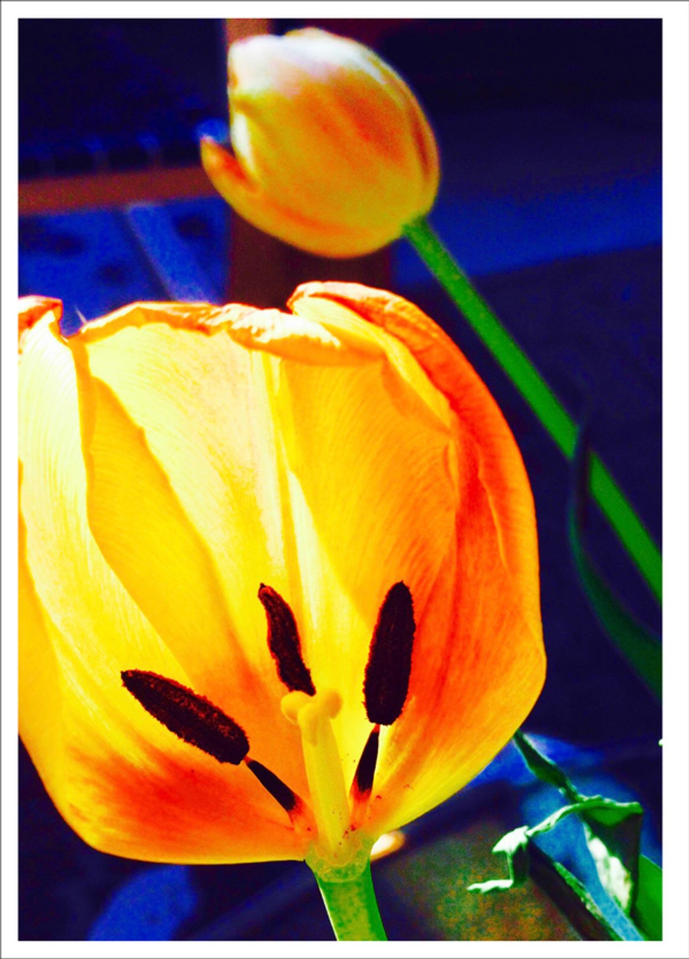 Photo Flash: First Look at Photography from Joel Grey's THE FLOWER WHISPERER Photo Flash: First Look at Photography from Joel Grey's THE FLOWER WHISPERER Image