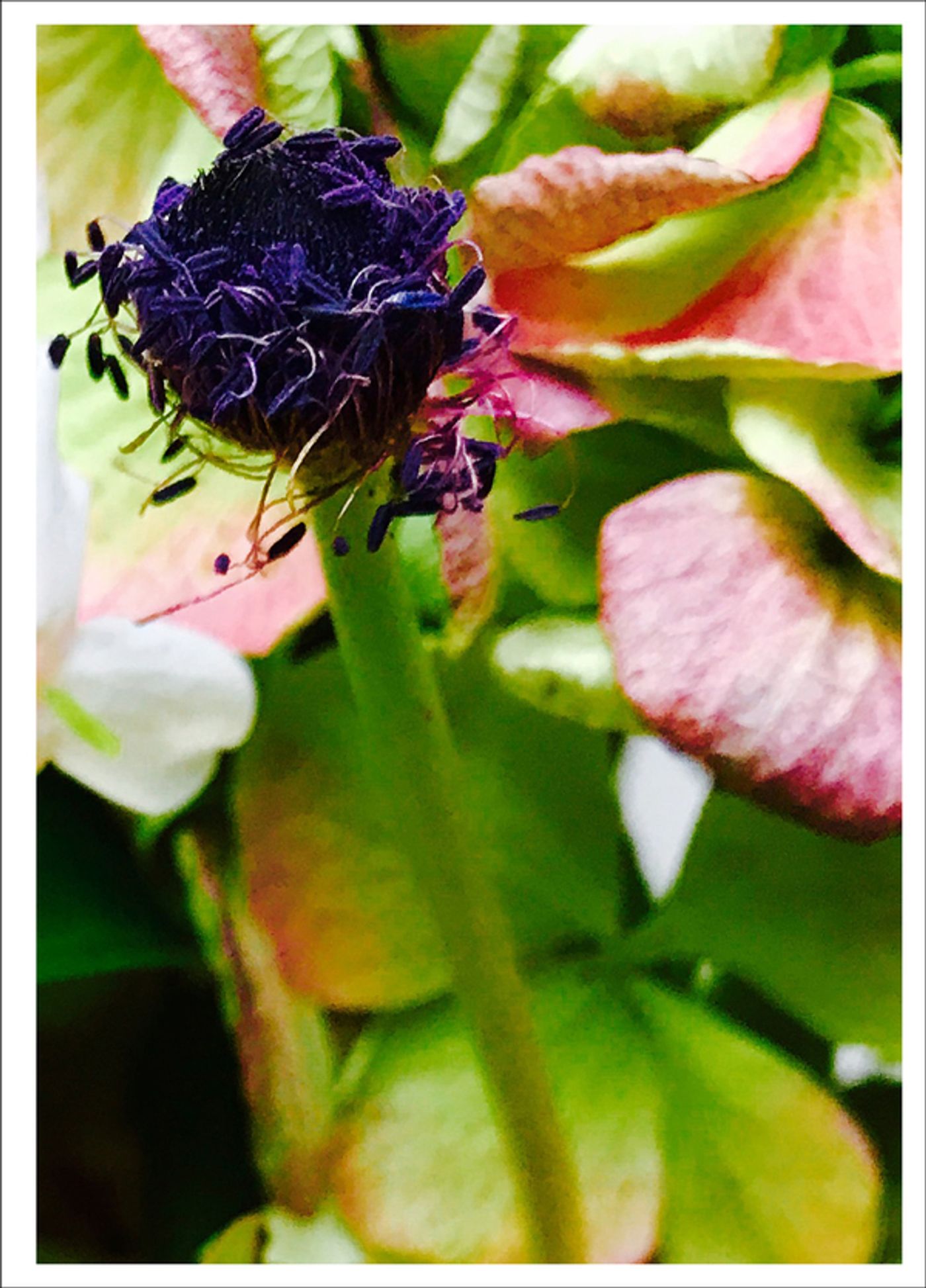 Photo Flash: First Look at Photography from Joel Grey's THE FLOWER WHISPERER Photo Flash: First Look at Photography from Joel Grey's THE FLOWER WHISPERER Image