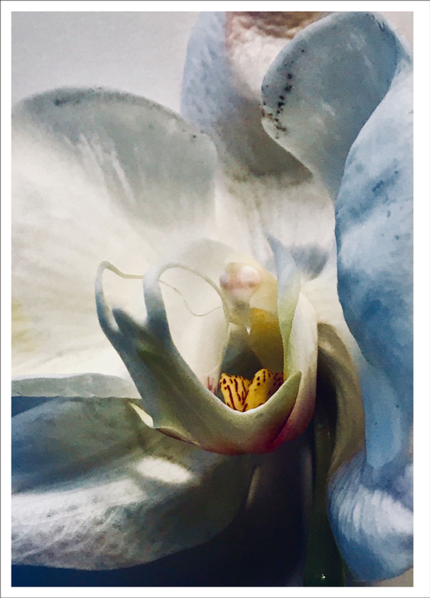 Photo Flash: First Look at Photography from Joel Grey's THE FLOWER WHISPERER Photo Flash: First Look at Photography from Joel Grey's THE FLOWER WHISPERER Image