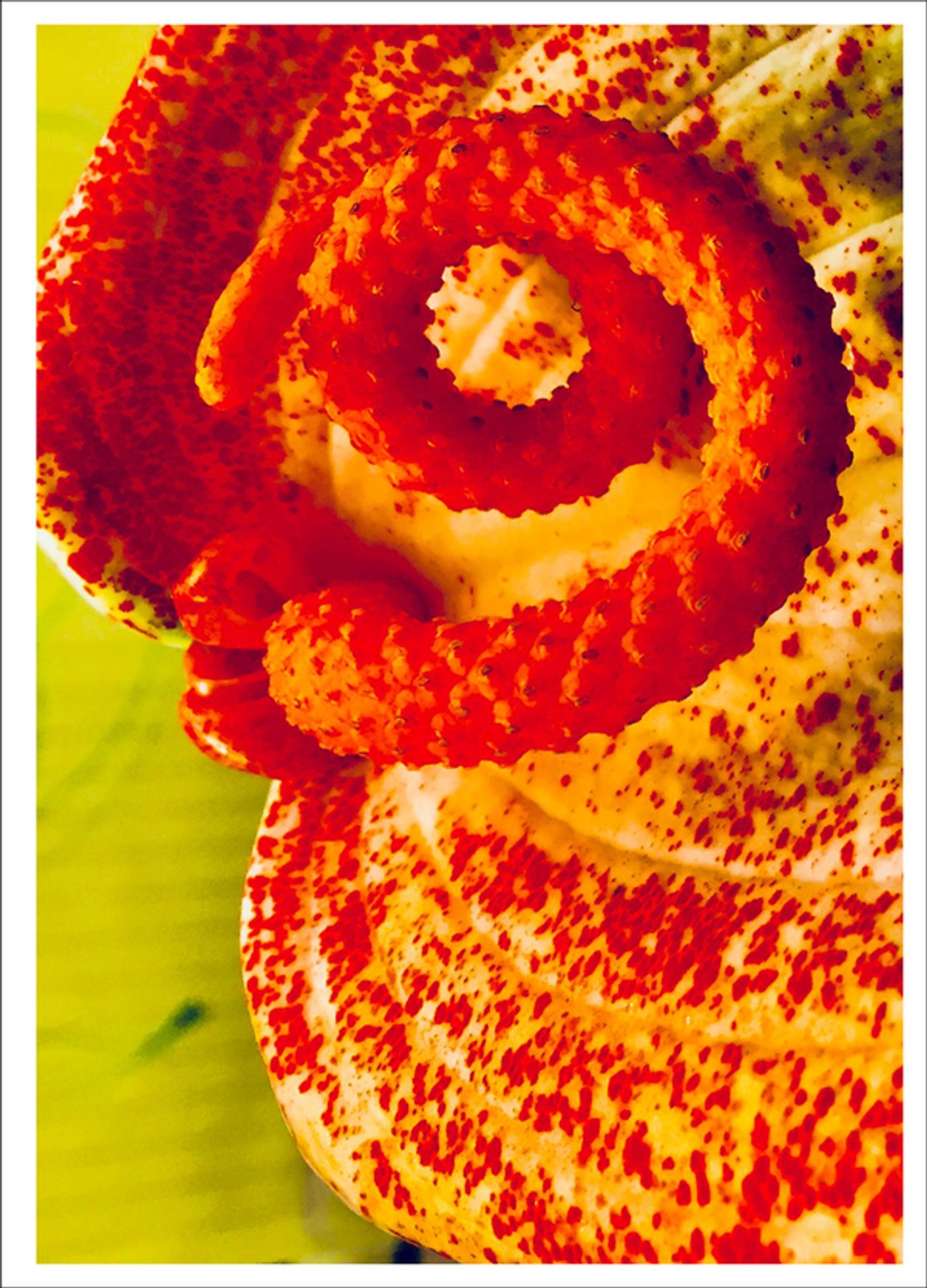 Photo Flash: First Look at Photography from Joel Grey's THE FLOWER WHISPERER Photo Flash: First Look at Photography from Joel Grey's THE FLOWER WHISPERER Image