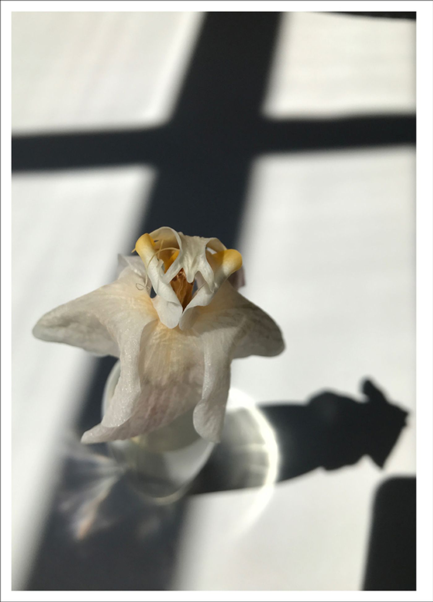 Photo Flash: First Look at Photography from Joel Grey's THE FLOWER WHISPERER Photo Flash: First Look at Photography from Joel Grey's THE FLOWER WHISPERER Image